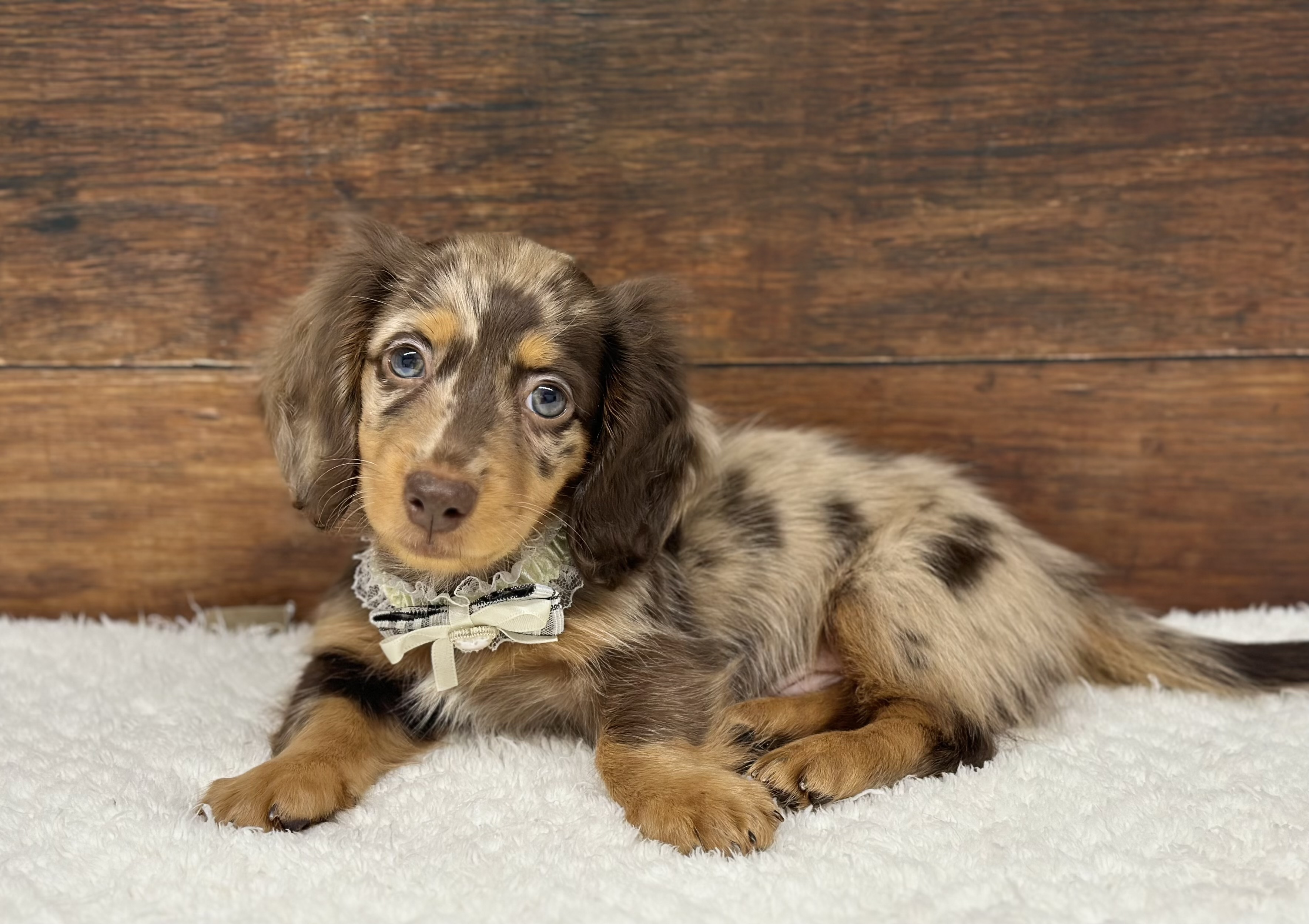 愛知県のミニチュアダックスフンド(ロング) (ペッツワン名古屋大高インター店/2025年10月2日生まれ/男の子/チョコレートダップル)の子犬の2枚目の画像