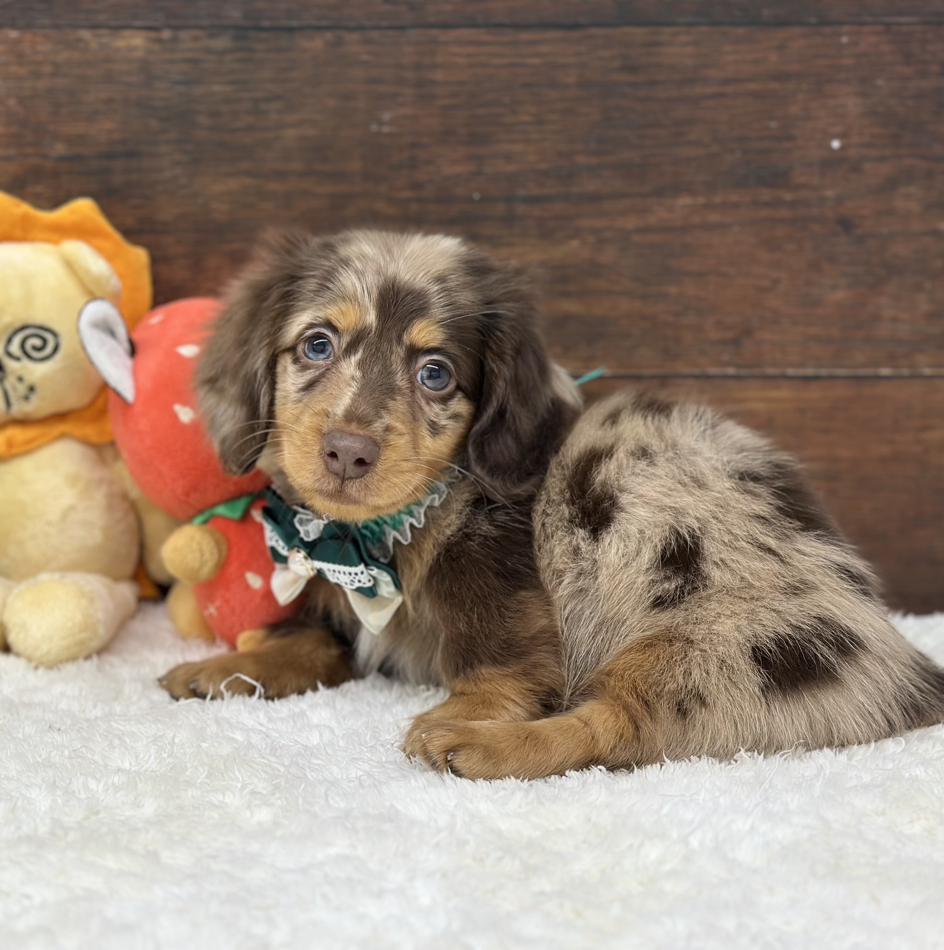 愛知県のミニチュアダックスフンド(ロング) (ペッツワン名古屋大高インター店/2025年10月2日生まれ/男の子/チョコレートダップル)の子犬の3枚目の画像