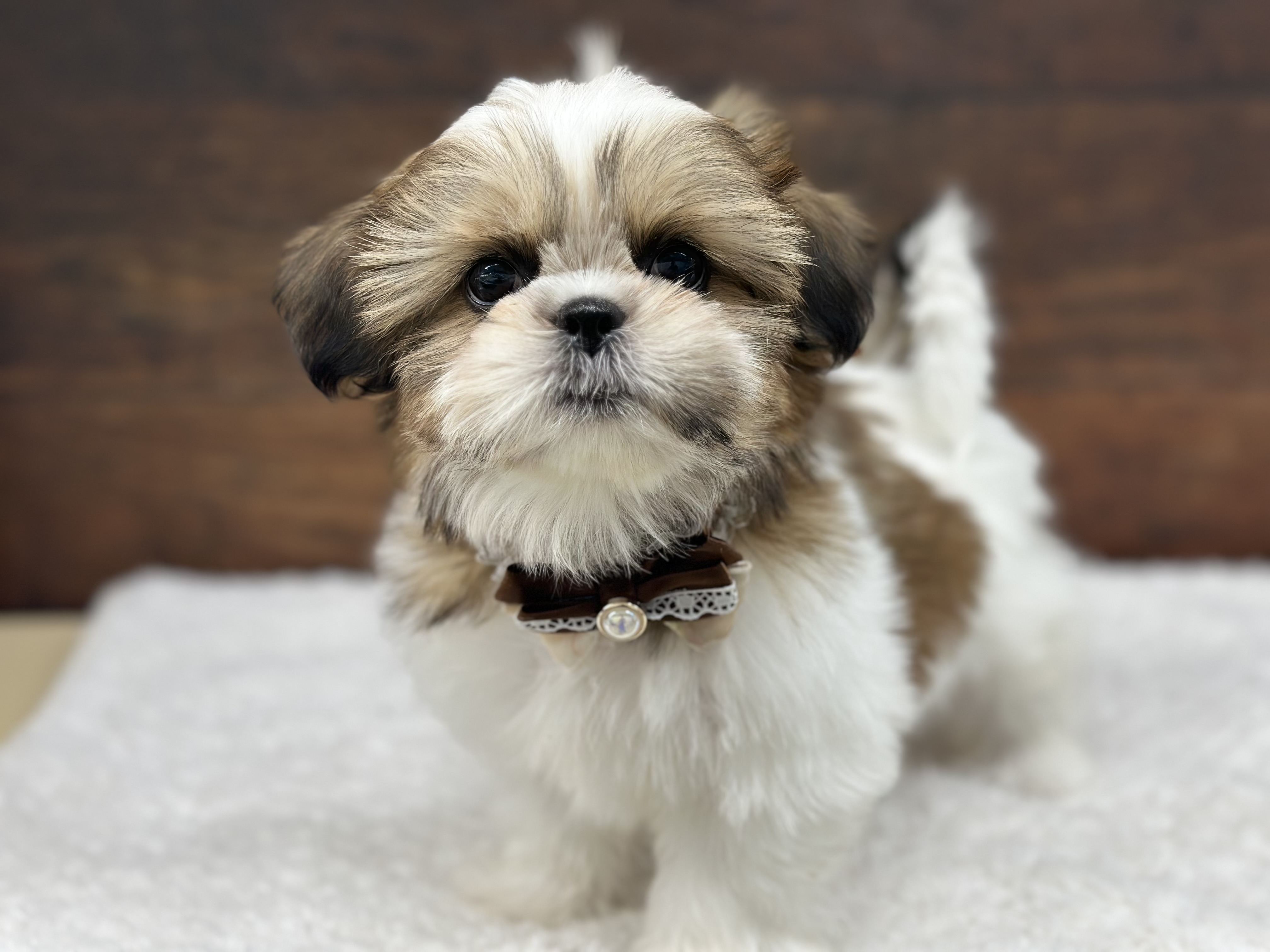 愛知県のシーズー (ペッツワン名古屋大高インター店/2025年9月21日生まれ/女の子/ホワイトゴールド)の子犬の1枚目の画像