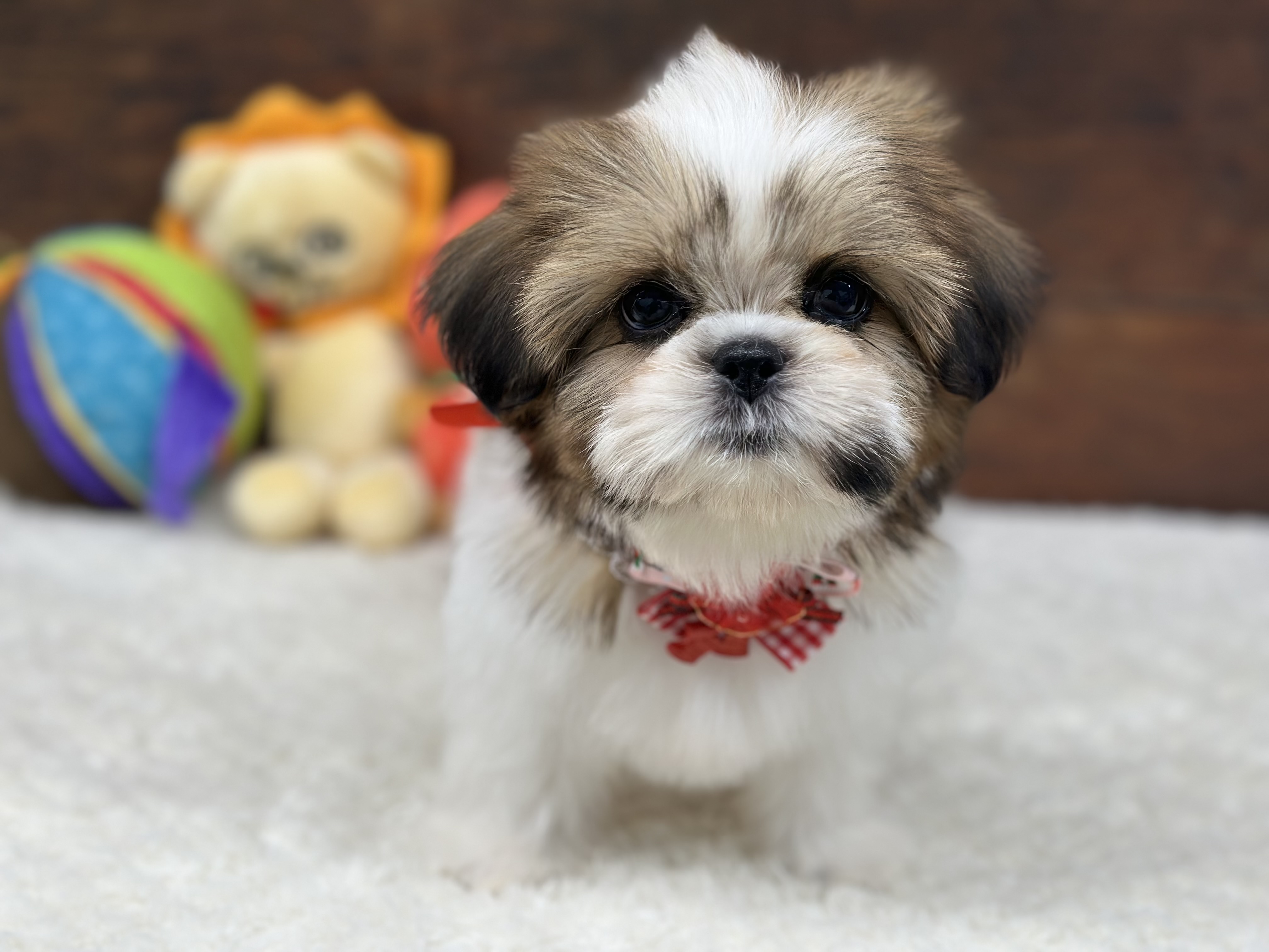 愛知県のシーズー (ペッツワン名古屋大高インター店/2025年9月21日生まれ/女の子/ホワイトゴールド)の子犬の3枚目の画像