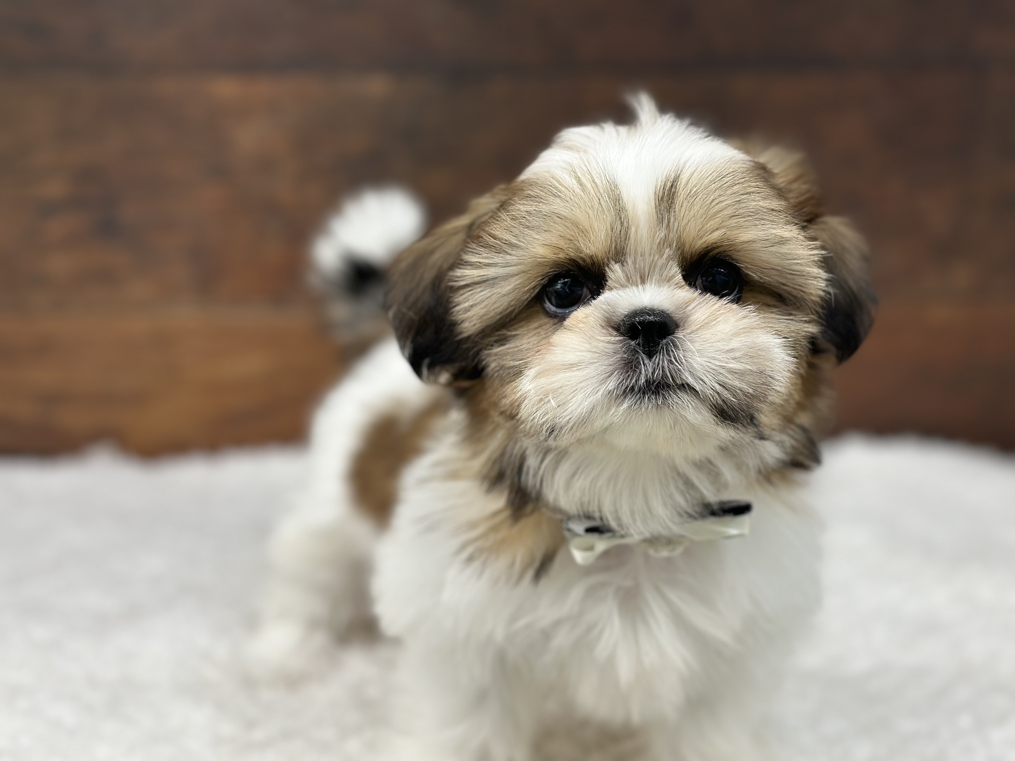 愛知県のシーズー (ペッツワン名古屋大高インター店/2025年9月21日生まれ/女の子/ホワイトゴールド)の子犬の2枚目の画像