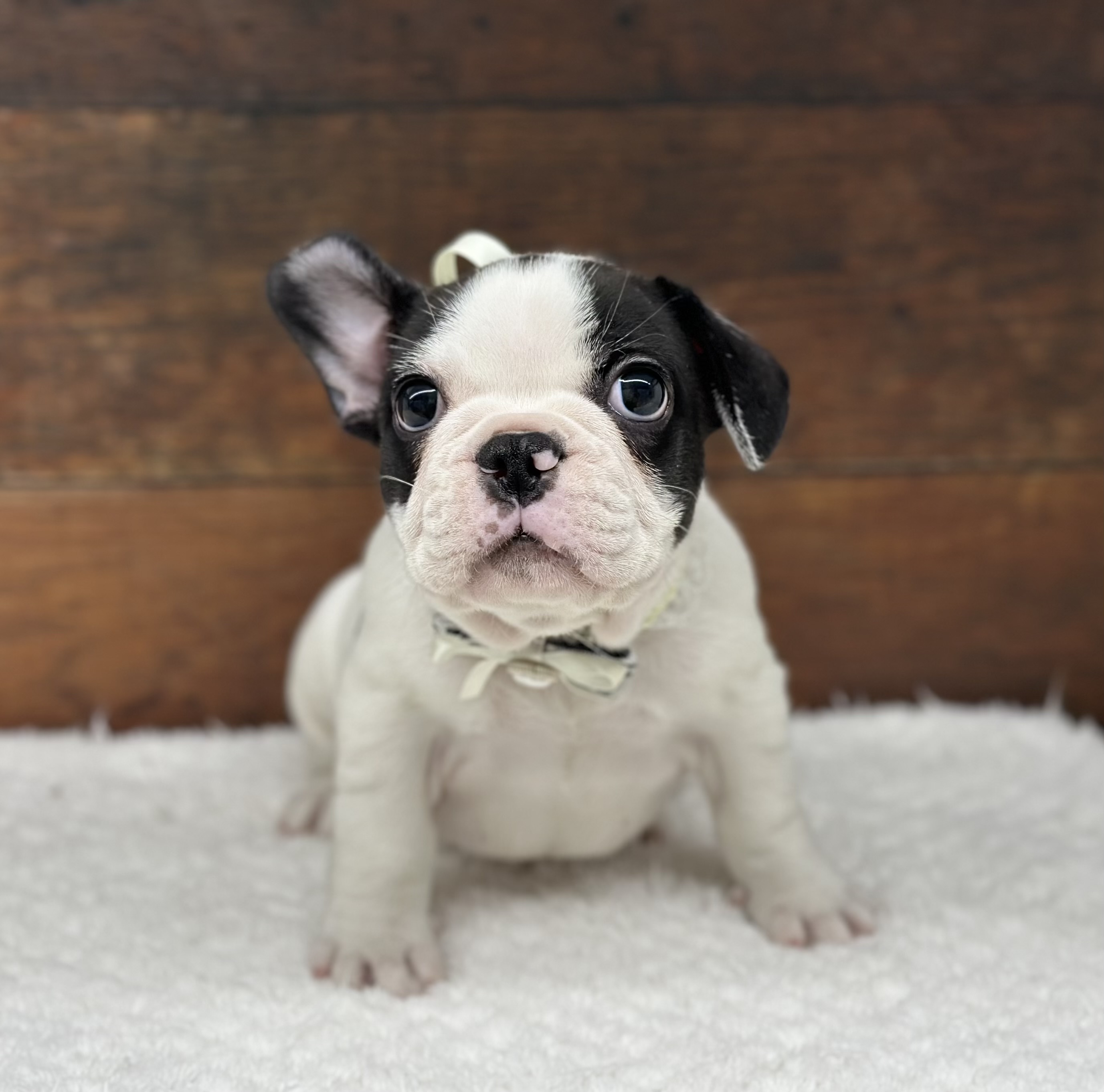 愛知県のフレンチブルドッグ (ペッツワン名古屋大高インター店/2025年10月10日生まれ/女の子/パイド)の子犬の3枚目の画像