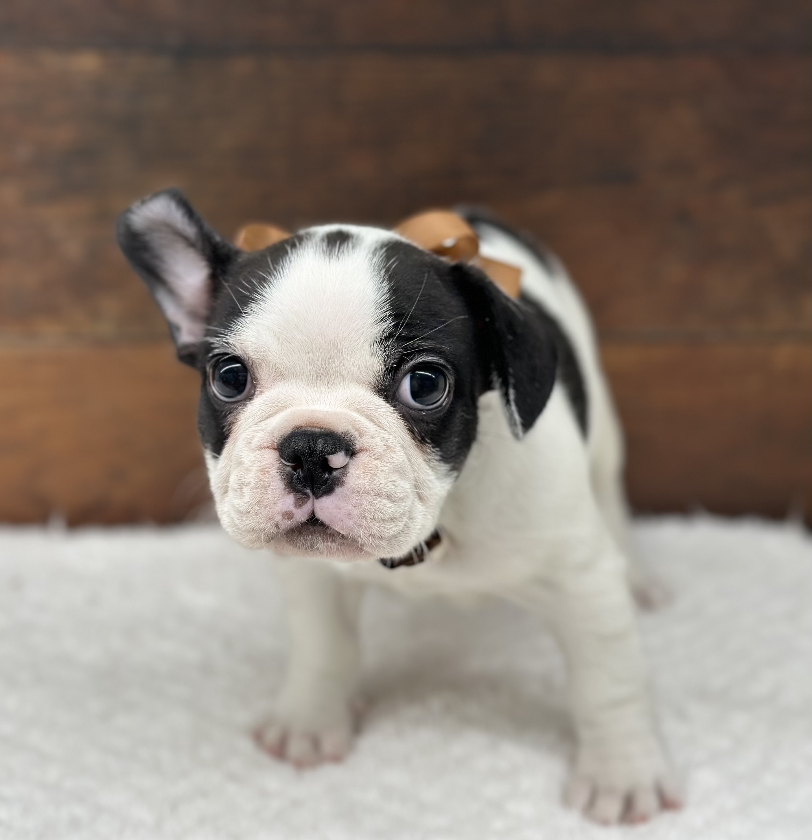 愛知県のフレンチブルドッグ (ペッツワン名古屋大高インター店/2025年10月10日生まれ/女の子/パイド)の子犬の2枚目の画像