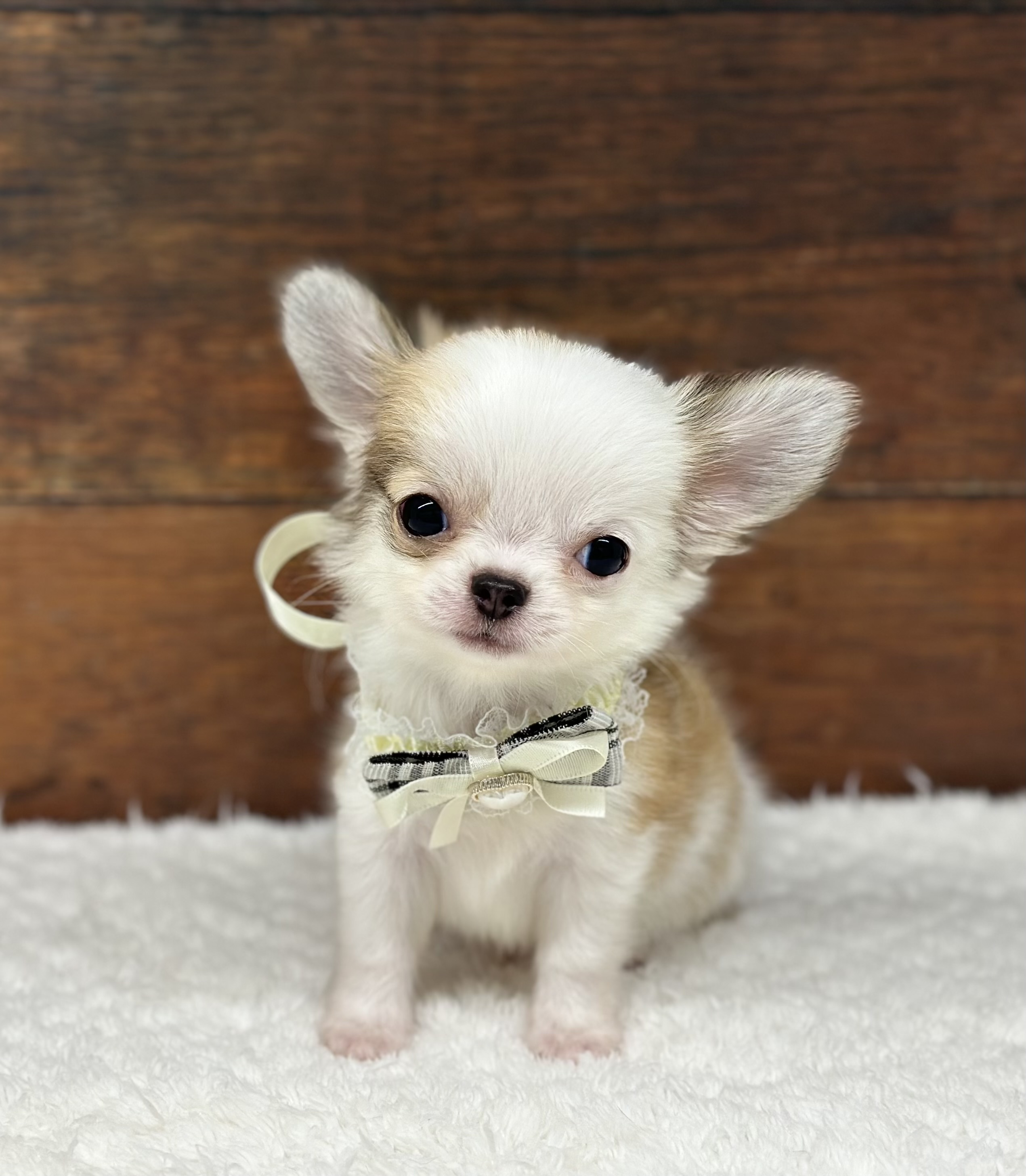 愛知県のチワワ(ロング) (ペッツワン名古屋大高インター店/2025年10月7日生まれ/男の子/レッドホワイト)の子犬の3枚目の画像