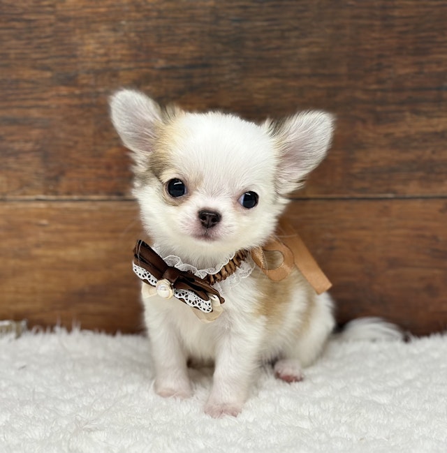 イヌ - 名古屋大高インター店 | ペッツワン