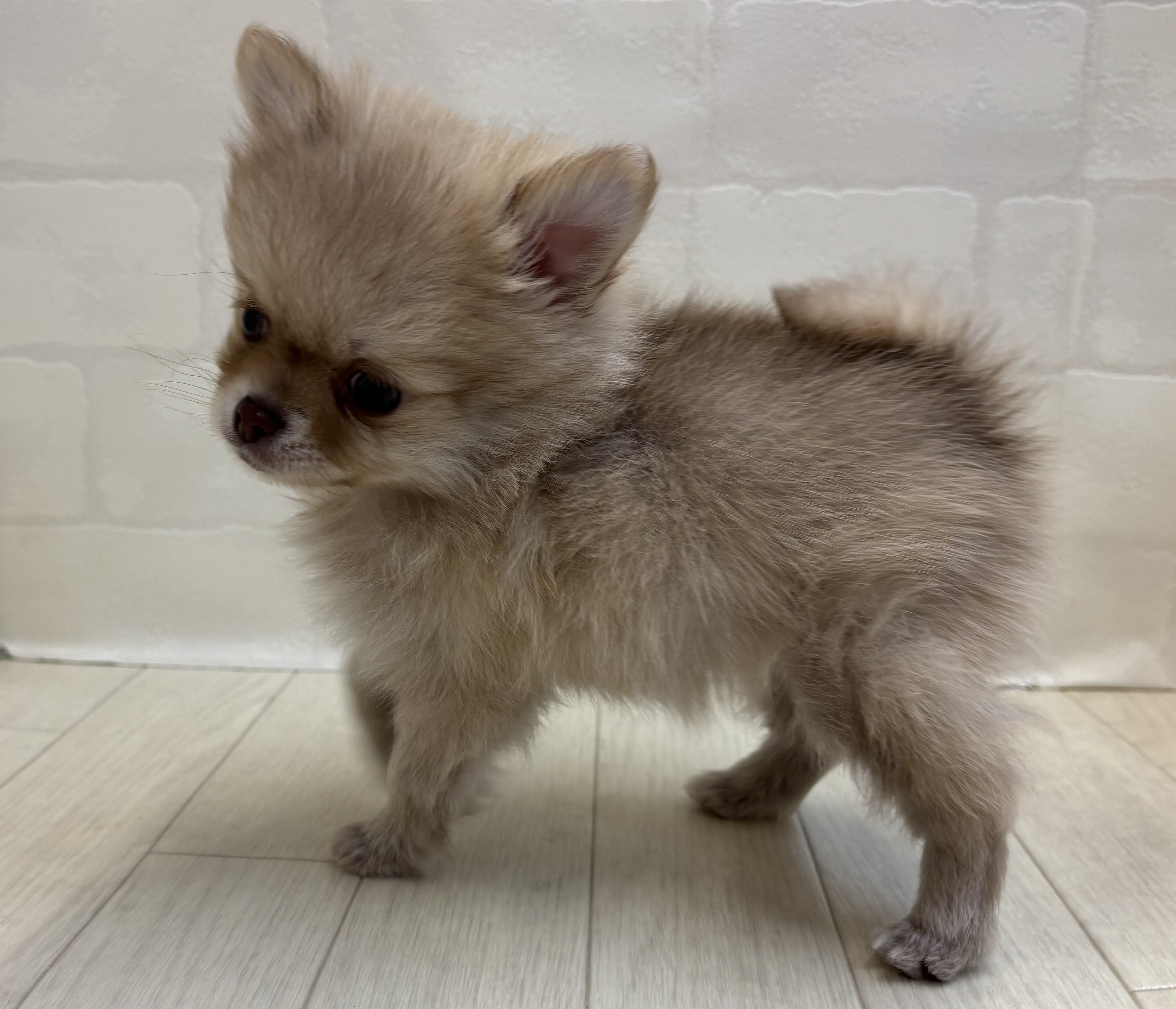 埼玉県のハーフ犬・ミックス犬 (ペッツワン大利根店/2025年10月12日生まれ/女の子/チョコレートフォーン)の子犬の3枚目の画像