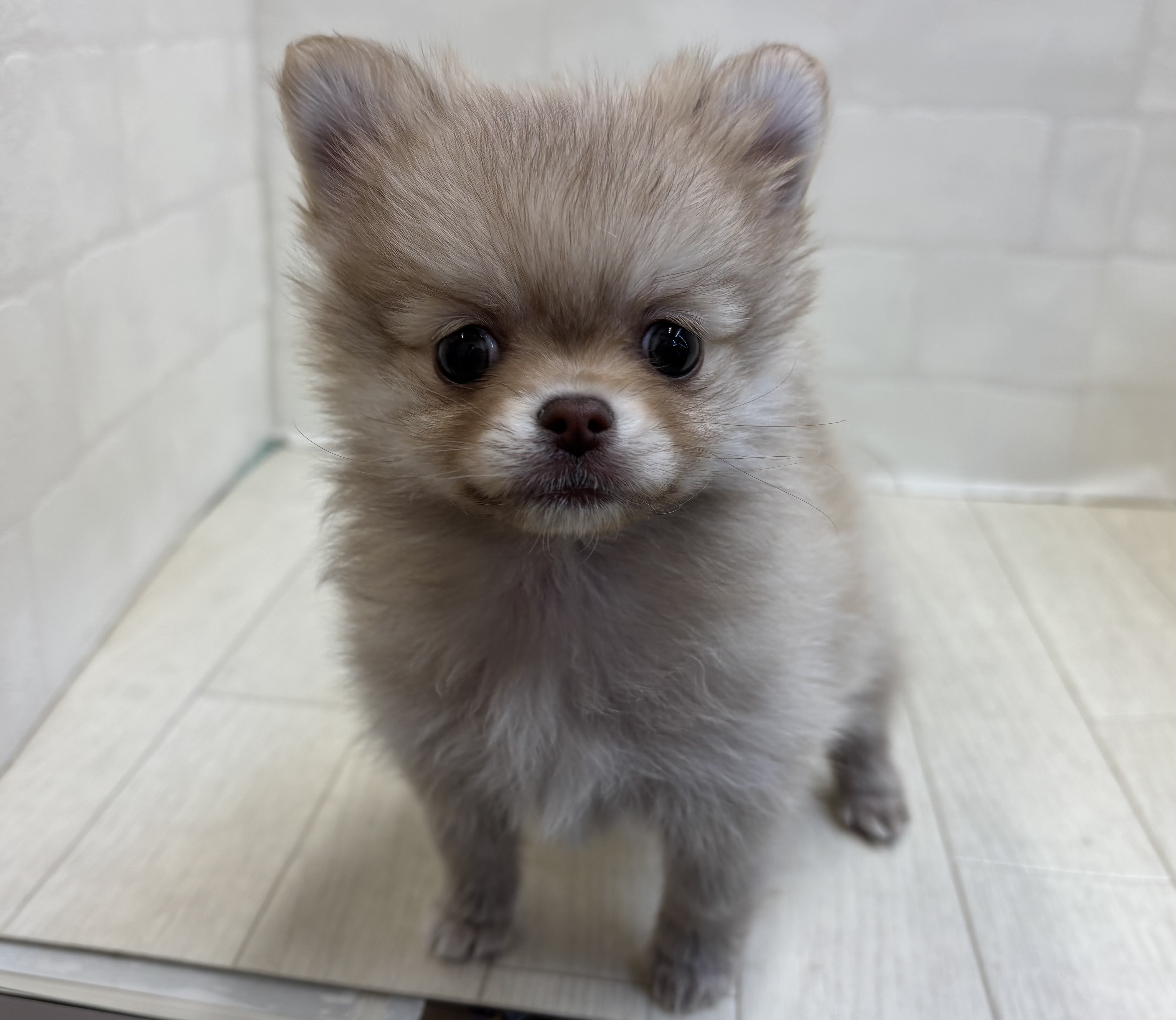 埼玉県のハーフ犬・ミックス犬 (ペッツワン大利根店/2025年10月12日生まれ/女の子/チョコレートフォーン)の子犬の1枚目の画像