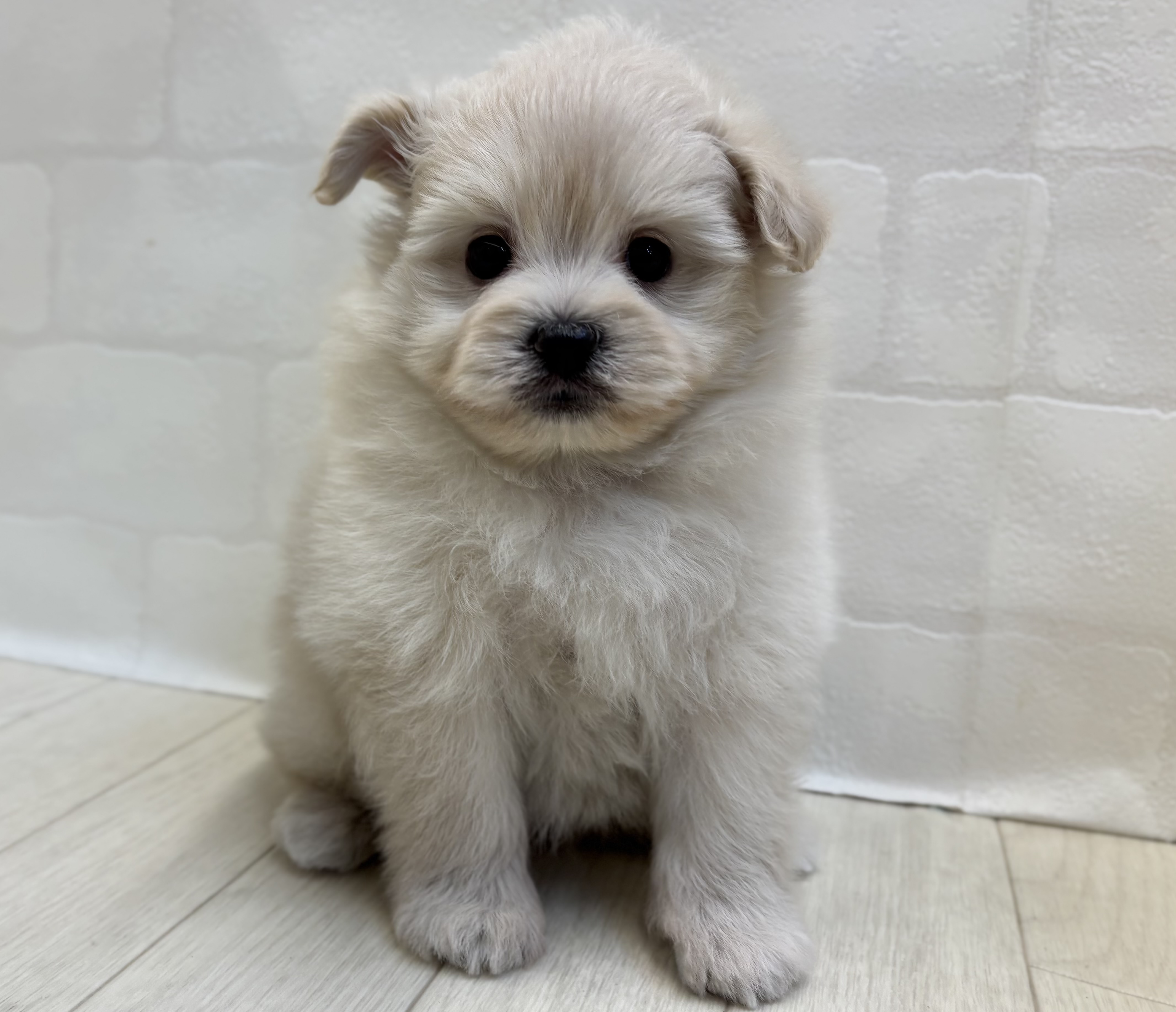 埼玉県のハーフ犬・ミックス犬 (ペッツワン大利根店/2025年10月13日生まれ/女の子/クリーム)の子犬の1枚目の画像