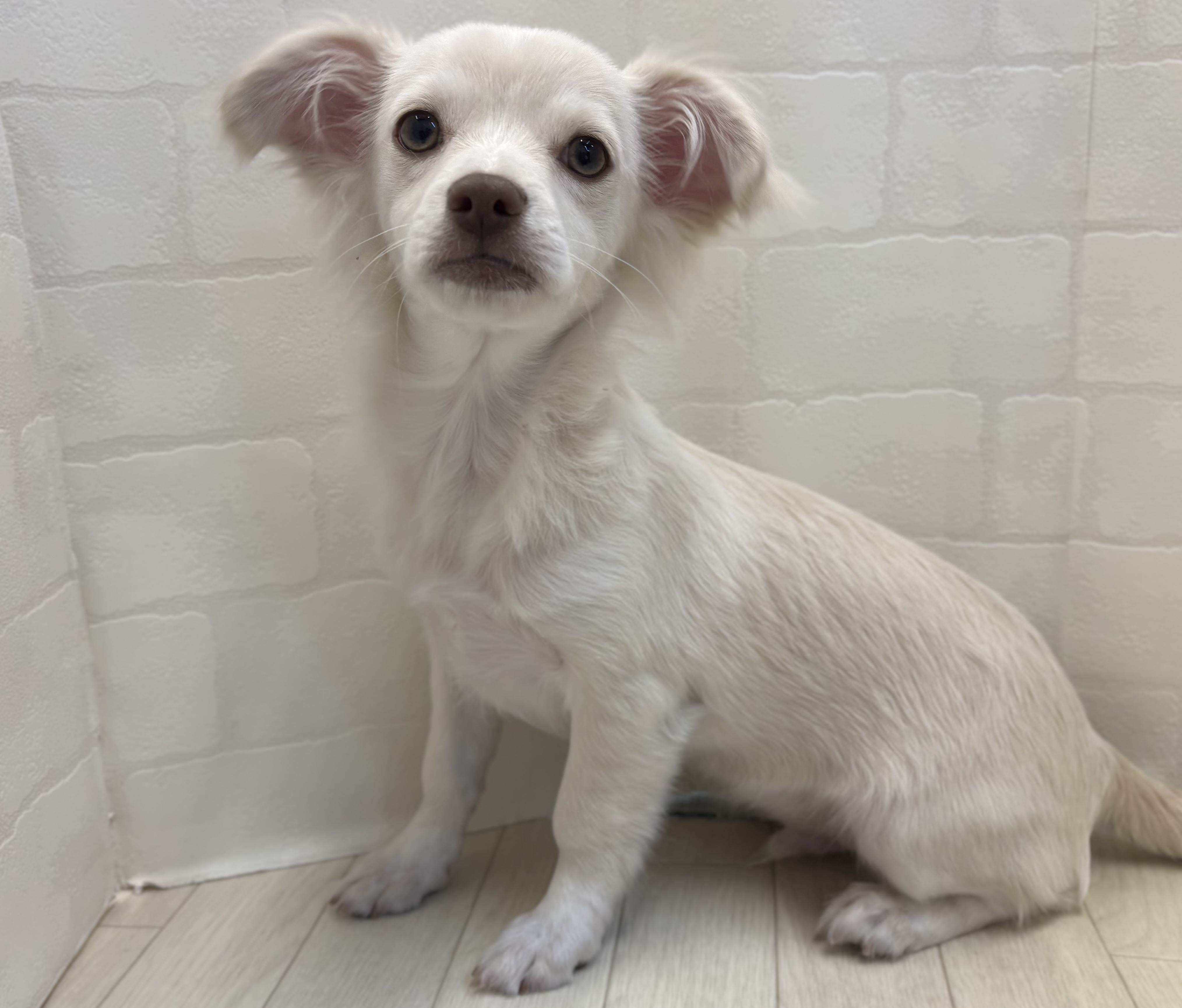 埼玉県のハーフ犬・ミックス犬 (ペッツワン大利根店/2025年7月10日生まれ/男の子/クリーム)の子犬の2枚目の画像