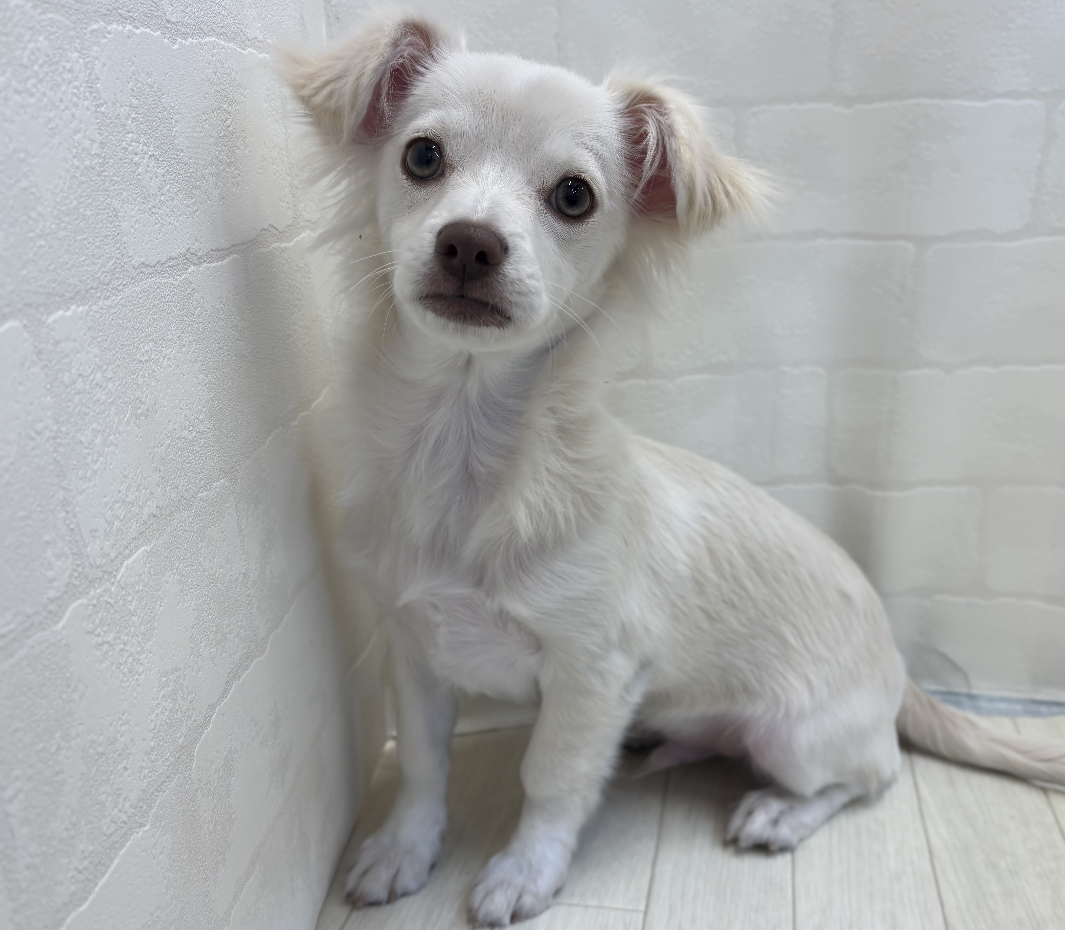 埼玉県のハーフ犬・ミックス犬 (ペッツワン大利根店/2025年7月10日生まれ/男の子/クリーム)の子犬の1枚目の画像