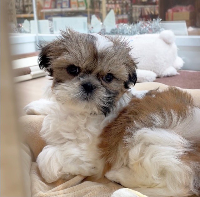 岐阜県のシーズー (ペッツワン可児店/2025年10月10日生まれ/女の子/ゴールドホワイト)の子犬の2枚目の画像