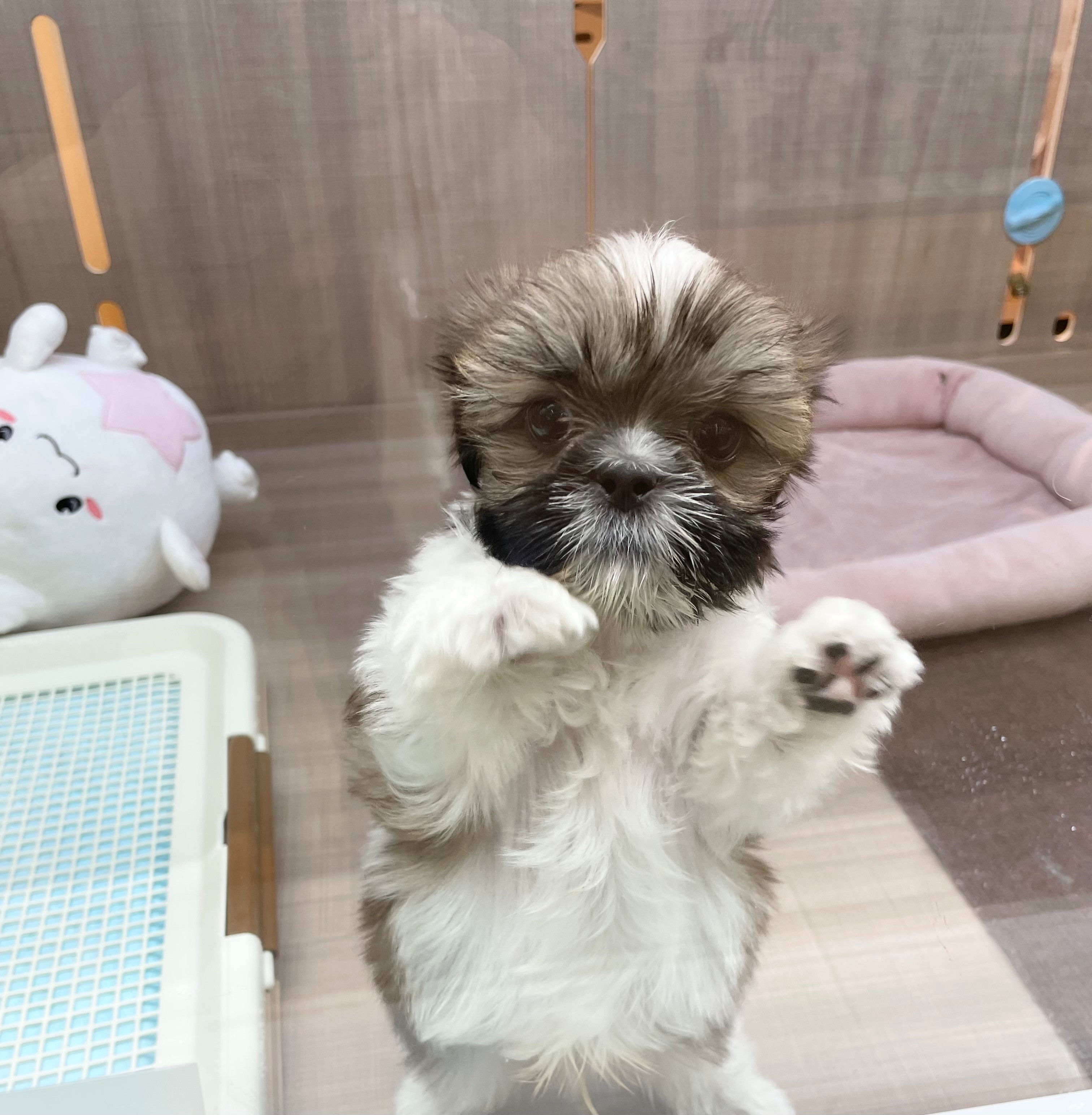 岐阜県のシーズー (ペッツワン可児店/2025年10月10日生まれ/男の子/ゴールドホワイト)の子犬の2枚目の画像