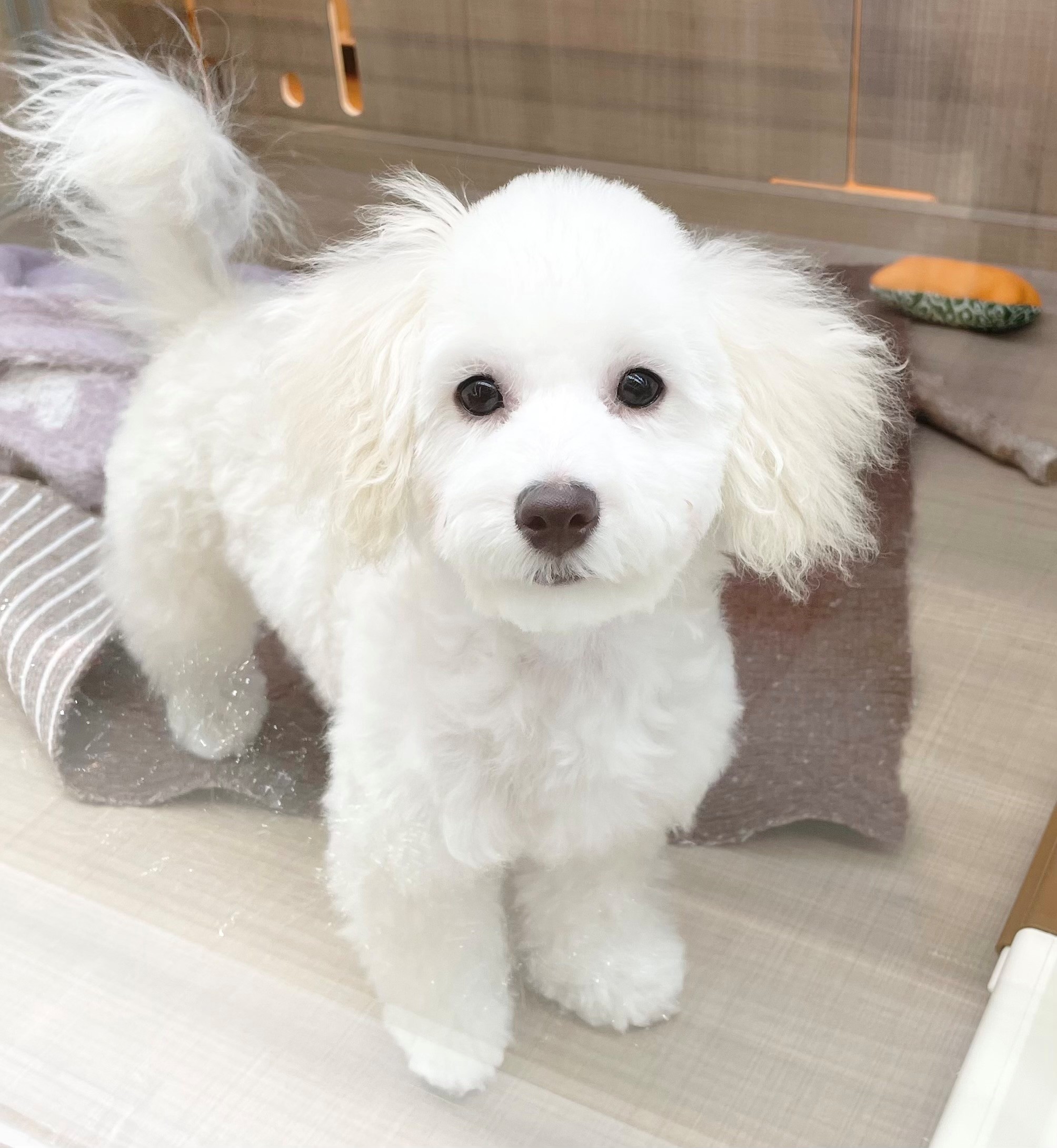 岐阜県のトイプードル(トイ) (ペッツワン可児店/2025年7月19日生まれ/男の子/クリーム)の子犬の2枚目の画像