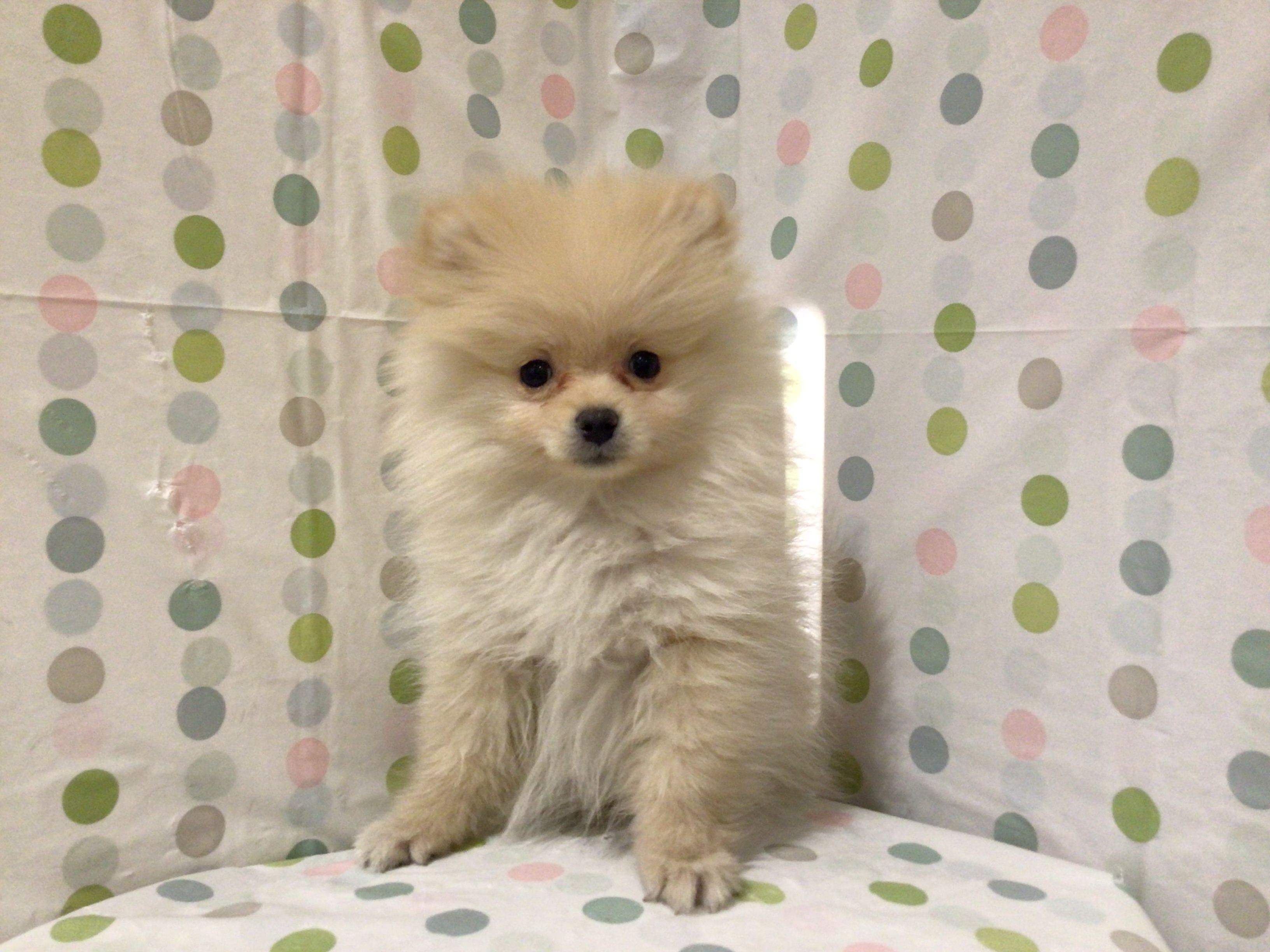 茨城県のポメラニアン (ペッツワン高萩店/2025年9月7日生まれ/男の子/クリーム)の子犬の2枚目の画像