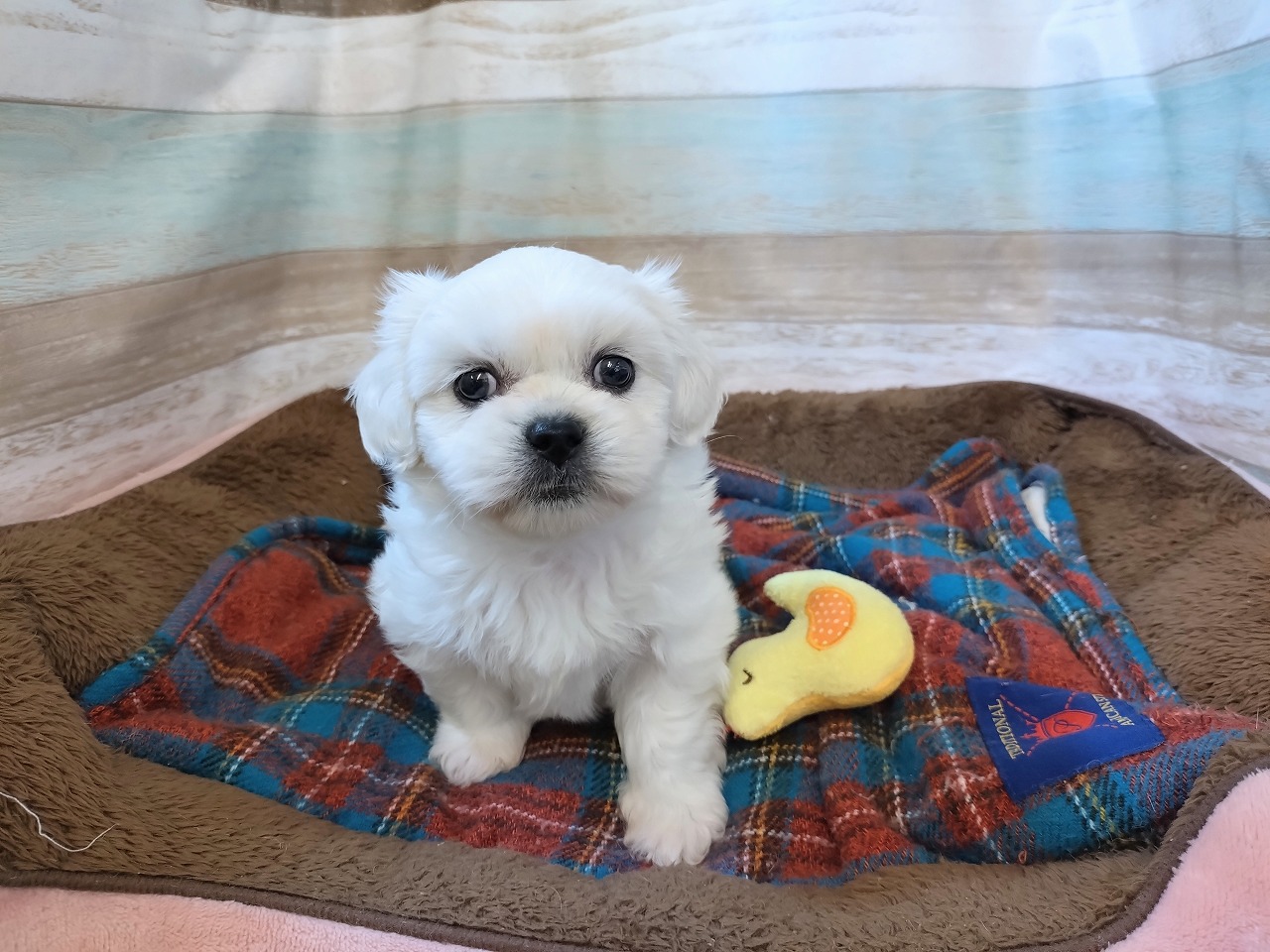 群馬県のハーフ犬・ミックス犬 (ペッツワン青柳店/2025年9月2日生まれ/男の子/ホワイト)の子犬の2枚目の画像