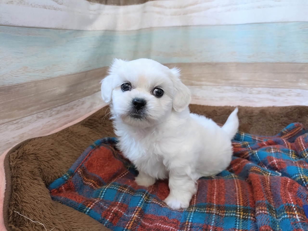 群馬県のハーフ犬・ミックス犬 (ペッツワン青柳店/2025年9月2日生まれ/男の子/ホワイト)の子犬