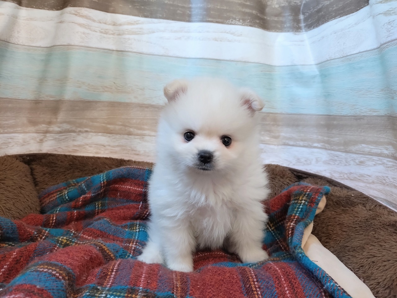 群馬県のポメラニアン (ペッツワン青柳店/2025年10月14日生まれ/男の子/クリーム)の子犬の2枚目の画像