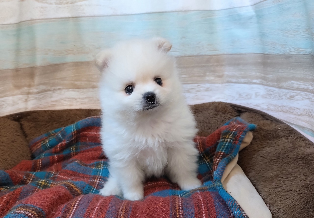 群馬県のポメラニアン (ペッツワン青柳店/2025年10月14日生まれ/男の子/クリーム)の子犬