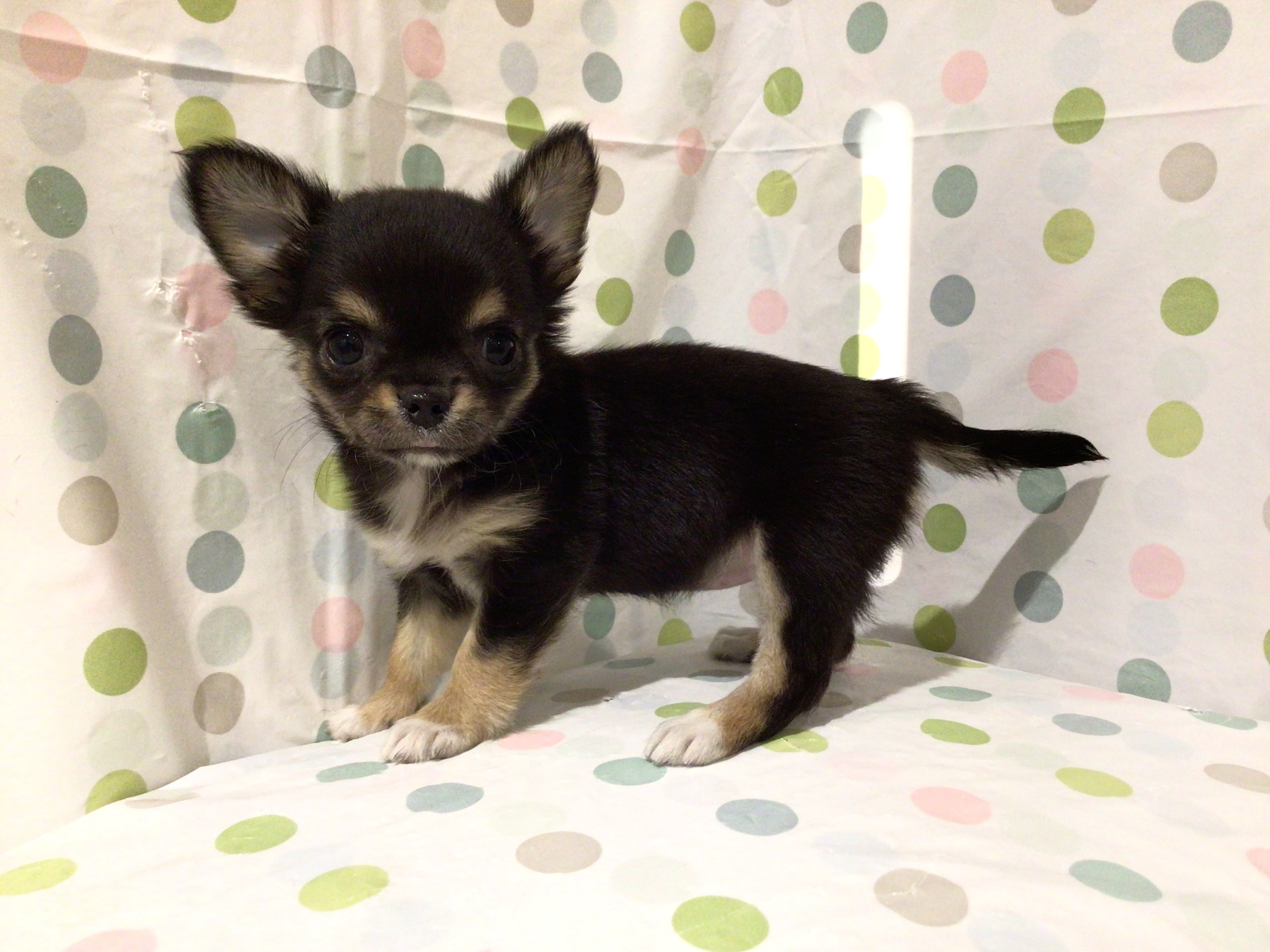 茨城県のチワワ(ロング) (ペッツワン高萩店/2025年10月12日生まれ/女の子/ブラックタンホワイト)の子犬