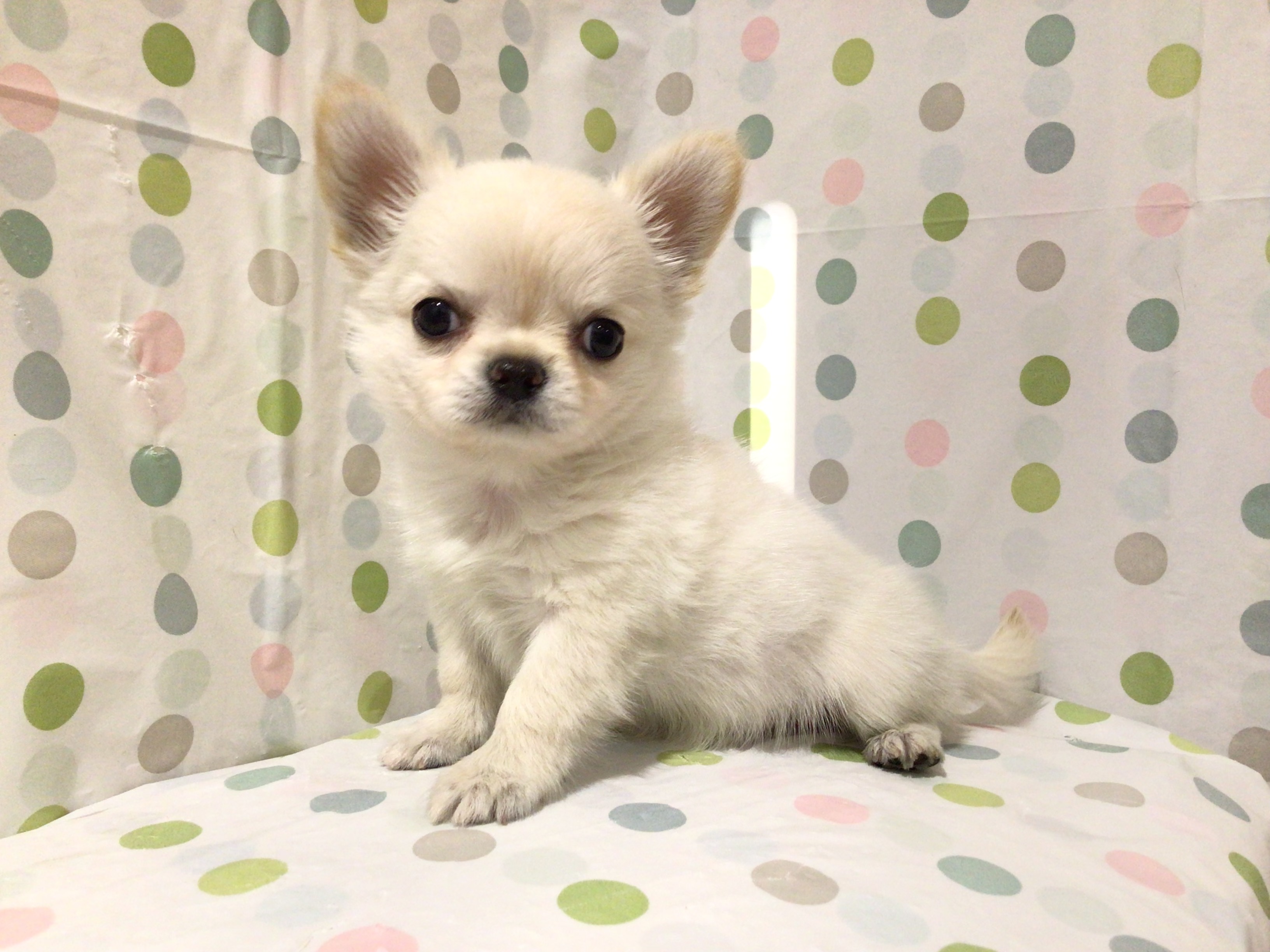 茨城県のチワワ(ロング) (ペッツワン高萩店/2025年10月13日生まれ/男の子/クリーム)の子犬