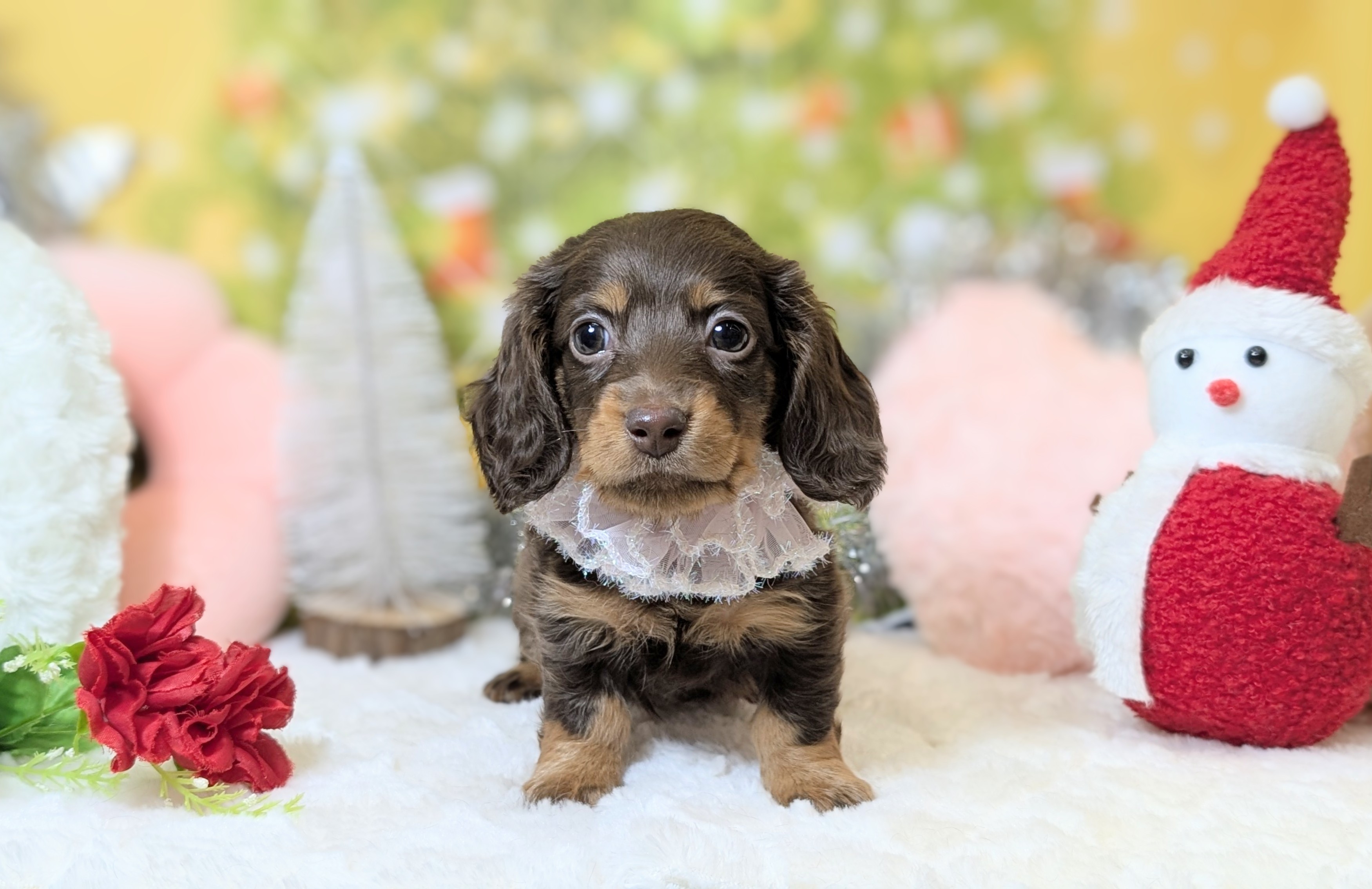 兵庫県のミニチュアダックスフンド(ロング) (ペッツワン神戸西神南店/2025年10月8日生まれ/女の子/ブラウンタン)の子犬