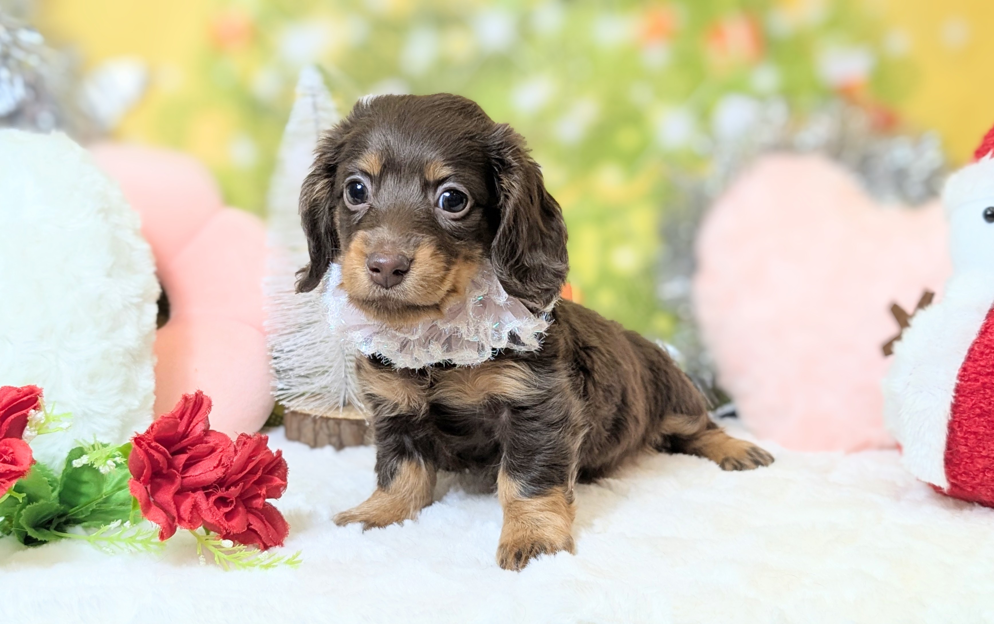 兵庫県のミニチュアダックスフンド(ロング) (ペッツワン神戸西神南店/2025年10月8日生まれ/女の子/ブラウンタン)の子犬の3枚目の画像