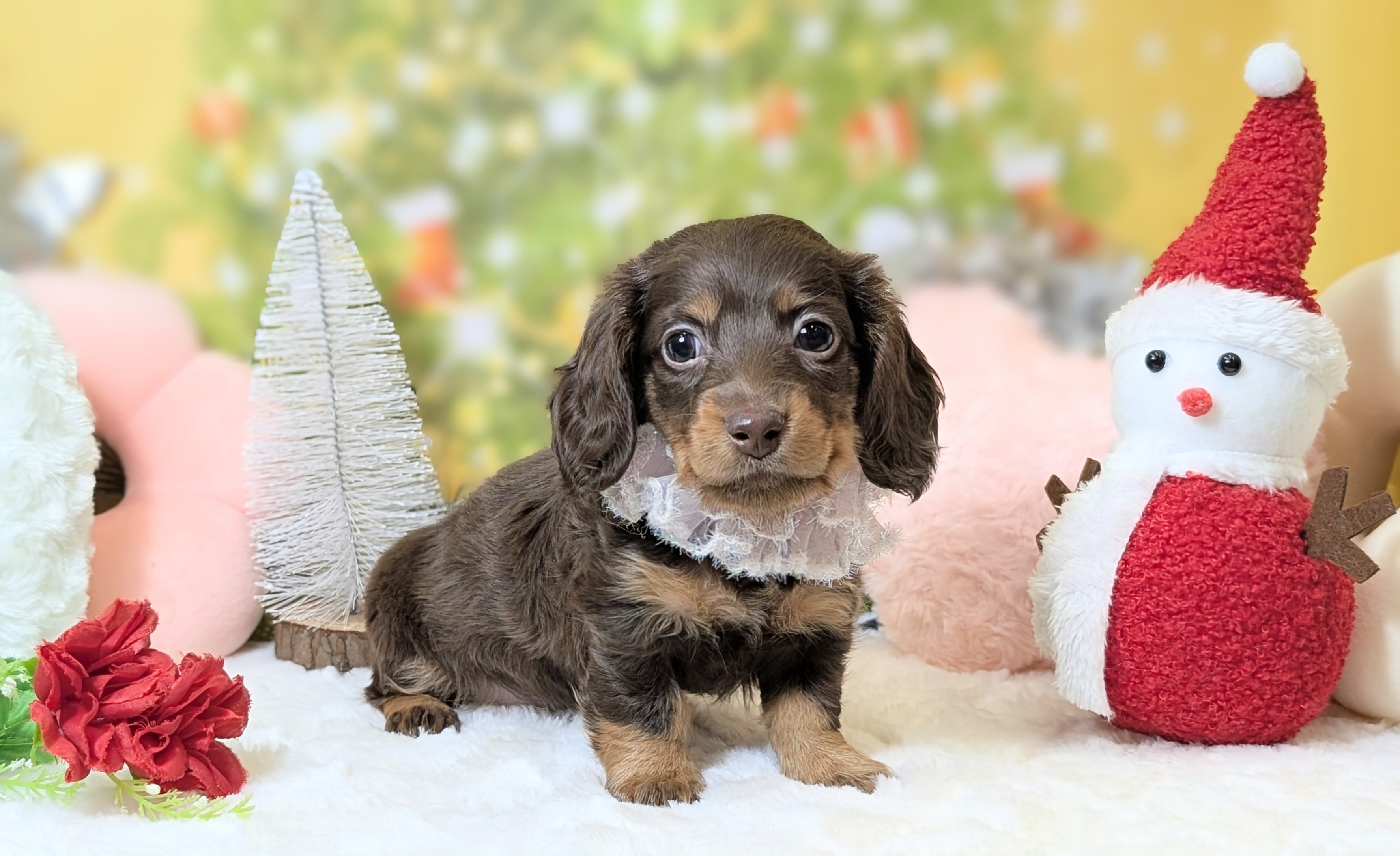 兵庫県のミニチュアダックスフンド(ロング) (ペッツワン神戸西神南店/2025年10月8日生まれ/女の子/ブラウンタン)の子犬の2枚目の画像