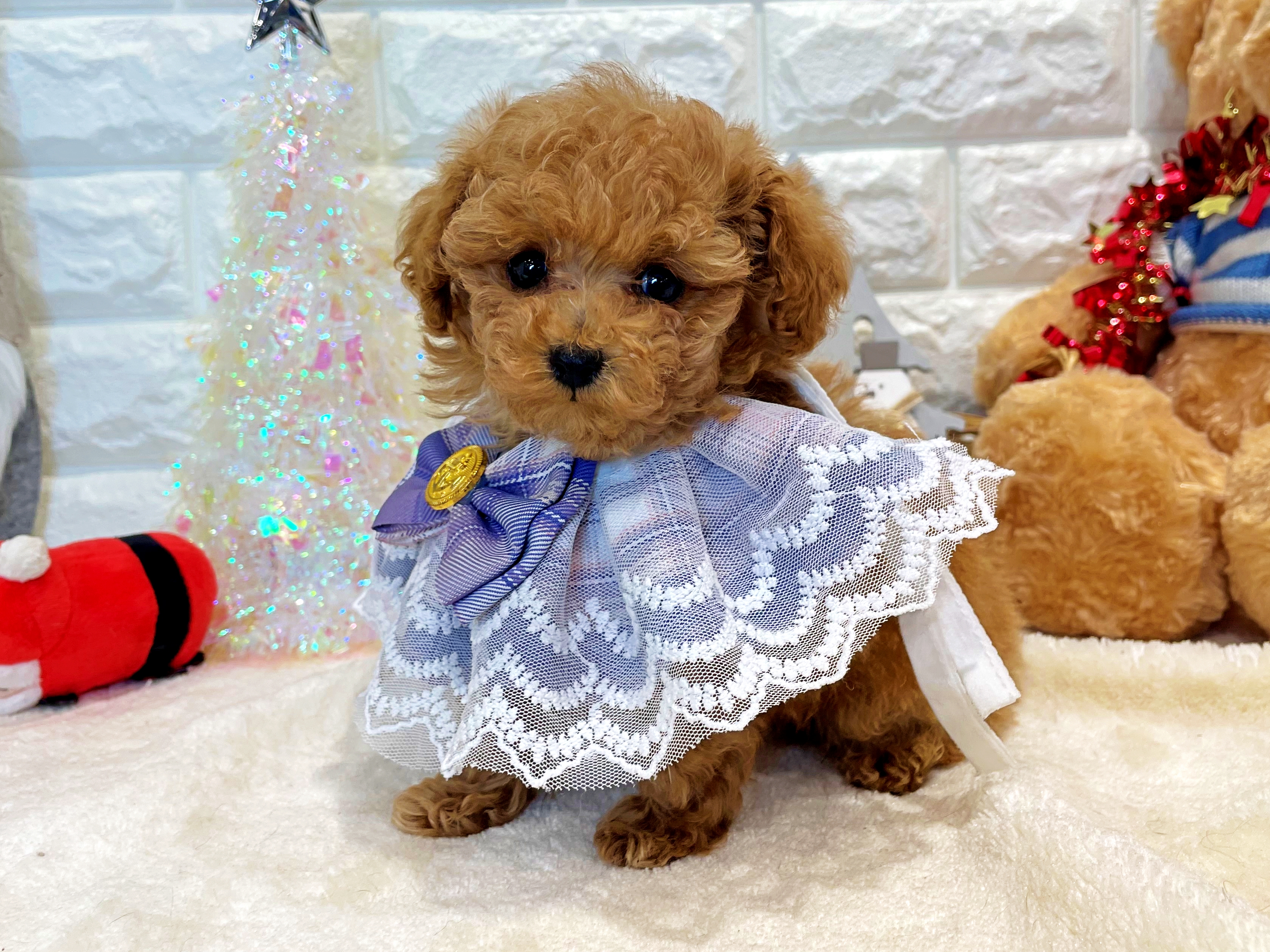 京都府のトイプードル(トイ) (ペッツワン亀岡店/2025年10月7日生まれ/男の子/オレンジフォーン)の子犬の1枚目の画像