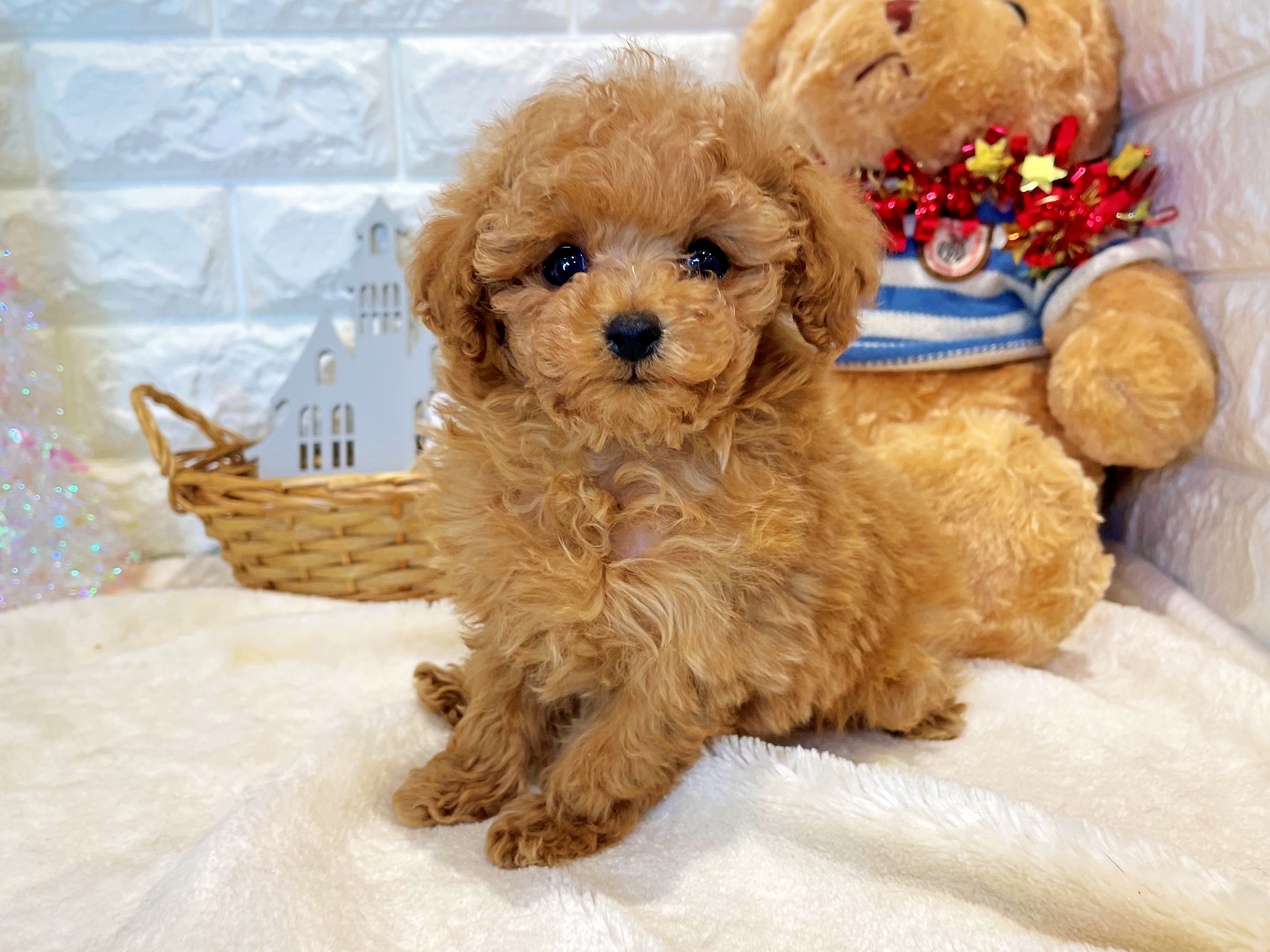 京都府のトイプードル(トイ) (ペッツワン亀岡店/2025年10月7日生まれ/男の子/オレンジフォーン)の子犬の2枚目の画像