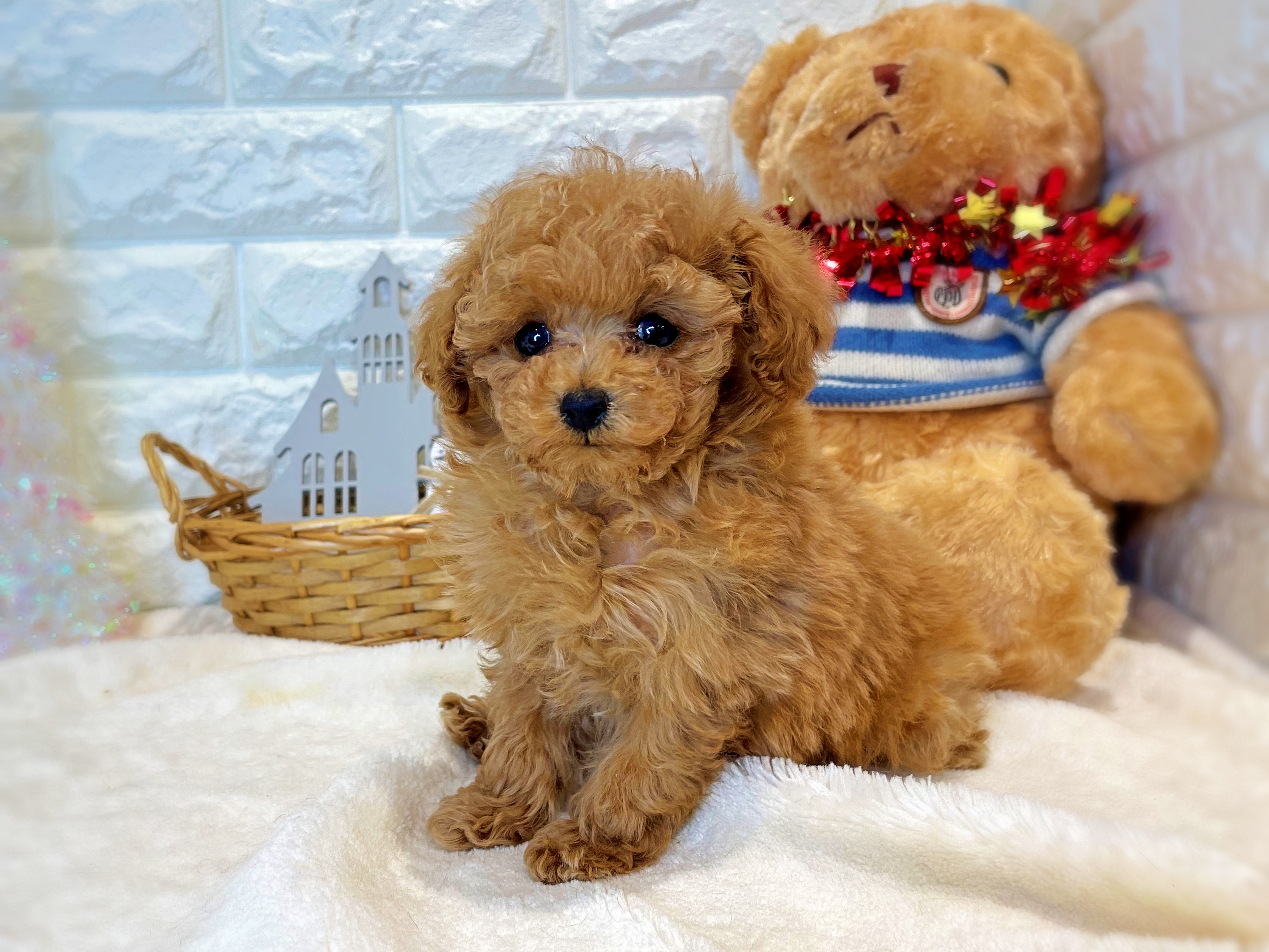 京都府のトイプードル(トイ) (ペッツワン亀岡店/2025年10月7日生まれ/男の子/オレンジフォーン)の子犬の3枚目の画像