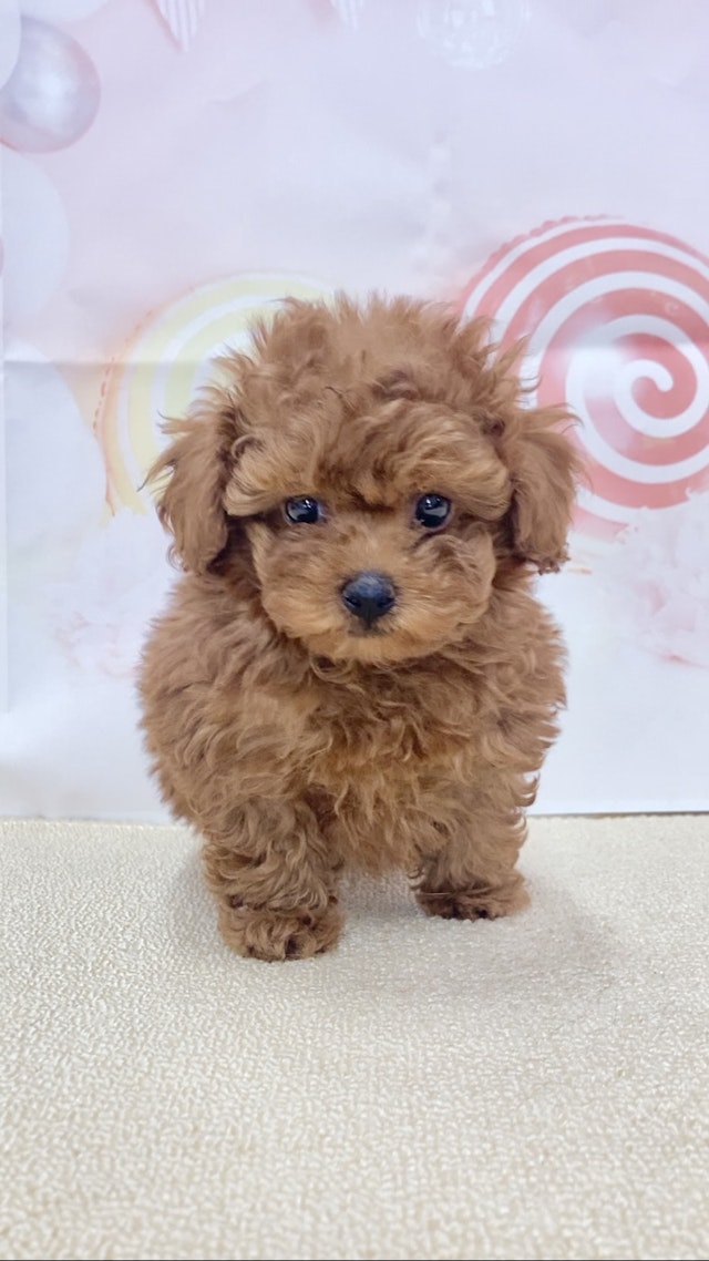 イヌ - FC津山店 | ペッツワン