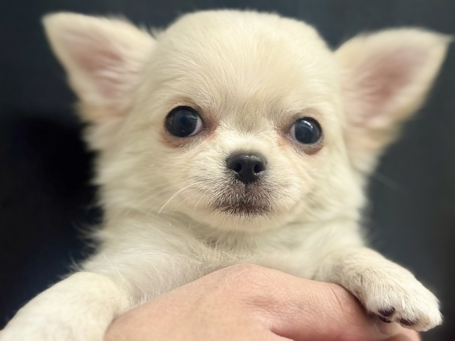 愛知県のチワワ(ロング) (ペッツワン名古屋堀田店/2025年10月12日生まれ/女の子/クリーム)の子犬