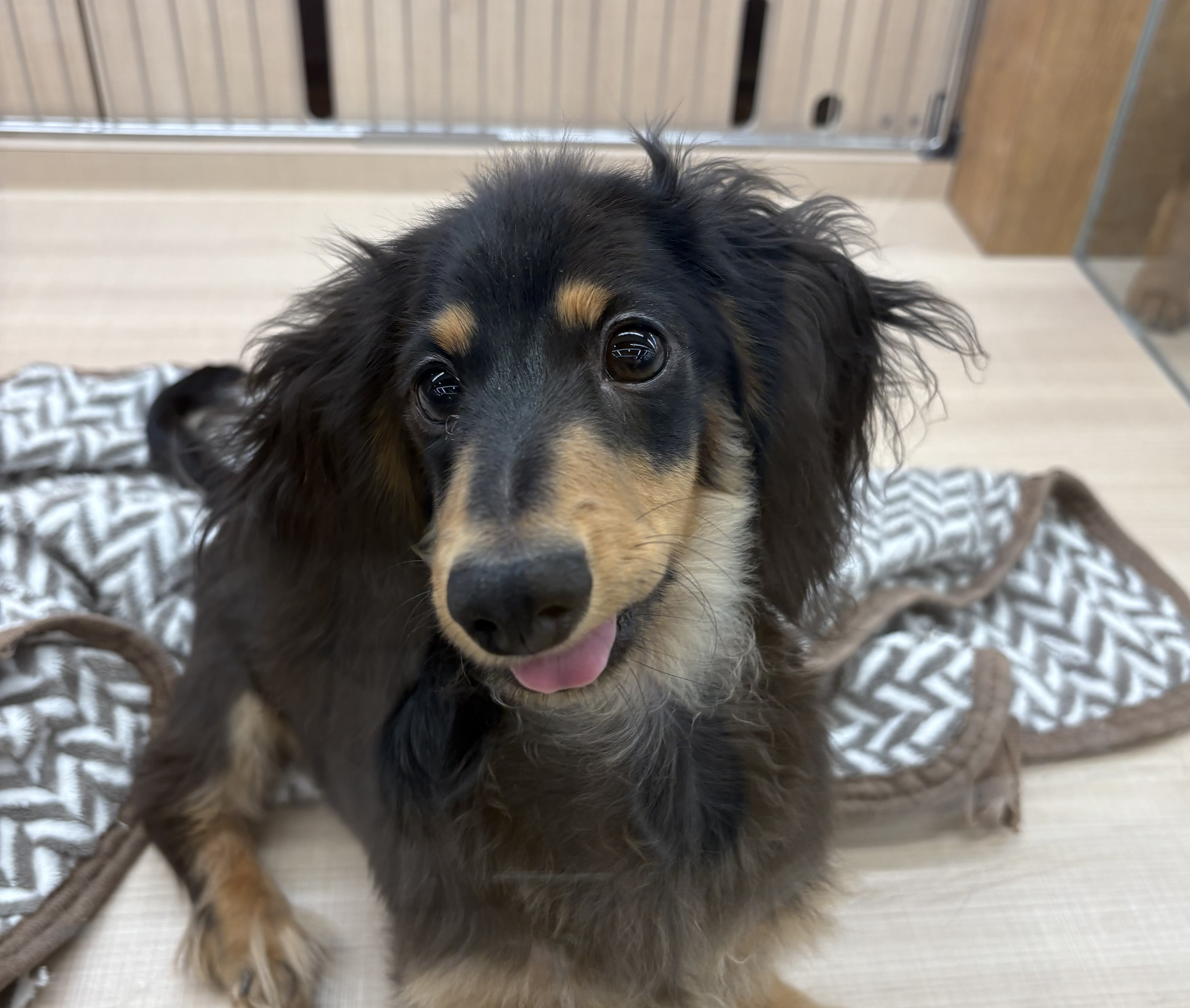 千葉県のミニチュアダックスフンド(ロング) (ペッツワン佐倉店/2025年6月21日生まれ/男の子/ブラックタン)の子犬