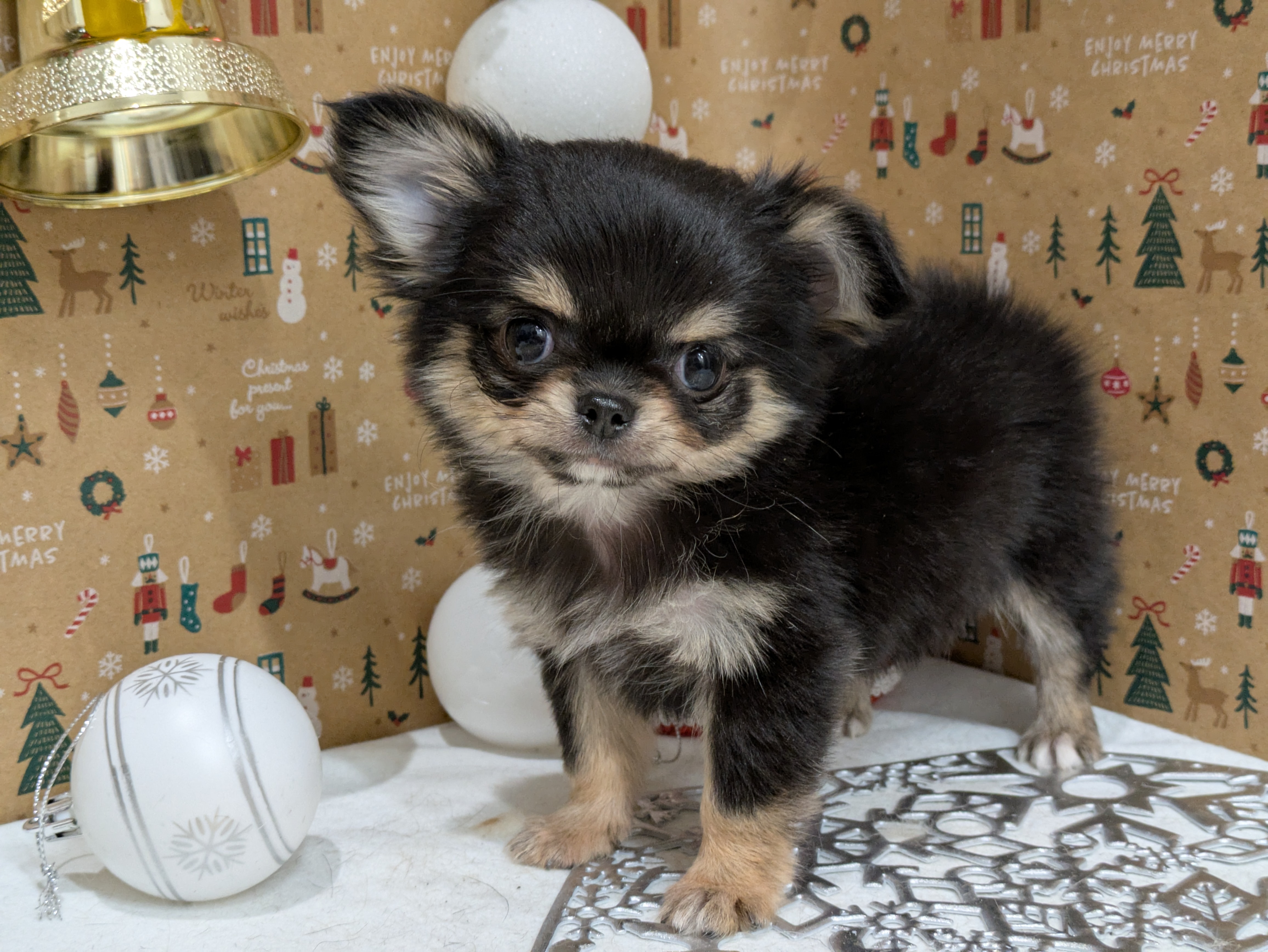 岐阜県のチワワ(ロング) (ペッツワン関店/2025年10月7日生まれ/女の子/ブラックタン)の子犬