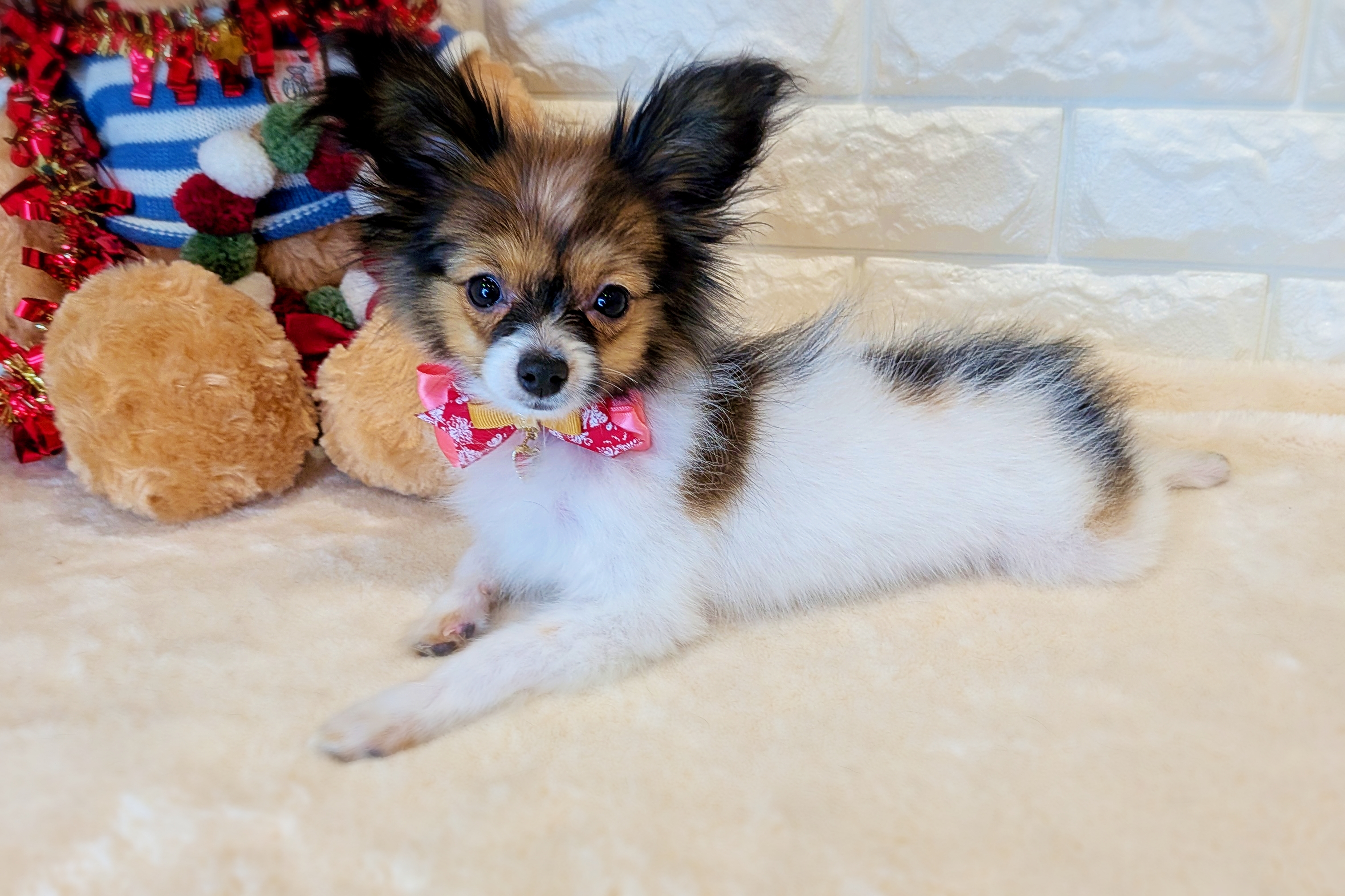 京都府のパピヨン (ペッツワン亀岡店/2025年7月30日生まれ/女の子/ホワイトレッド)の子犬の3枚目の画像