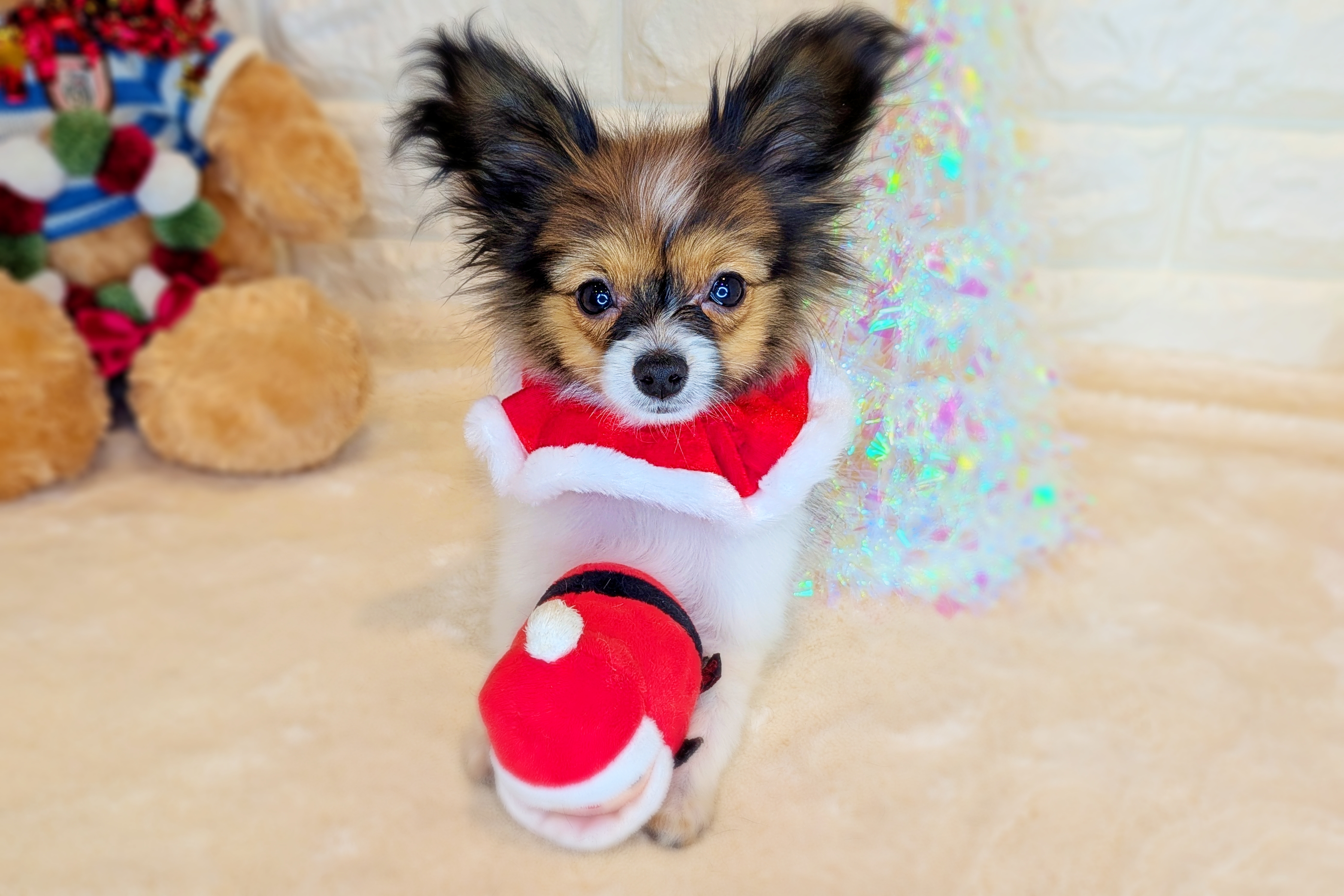 京都府のパピヨン (ペッツワン亀岡店/2025年7月30日生まれ/女の子/ホワイトレッド)の子犬の2枚目の画像