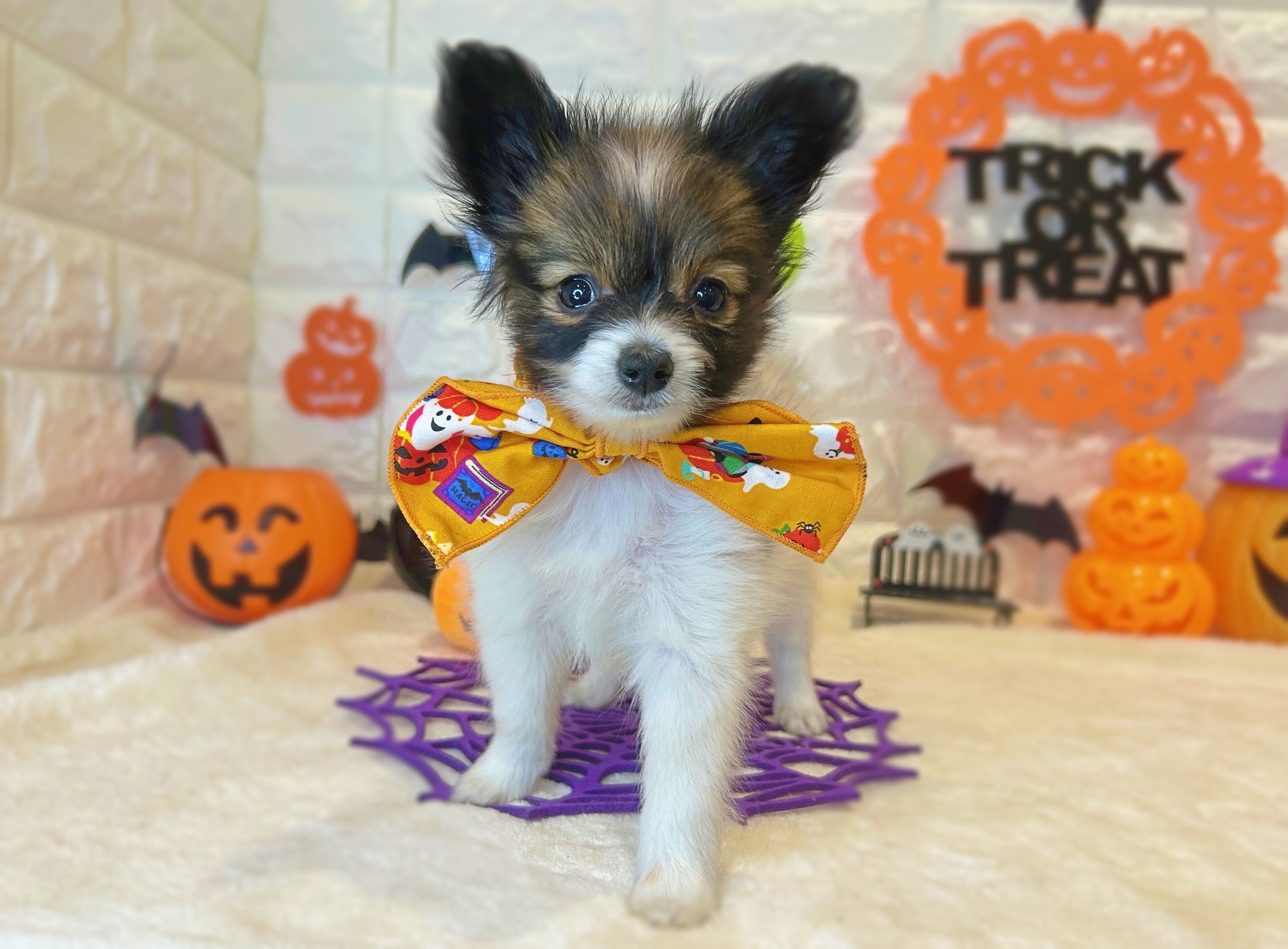 京都府のパピヨン (ペッツワン亀岡店/2025年7月30日生まれ/女の子/ホワイトレッド)の子犬の1枚目の画像