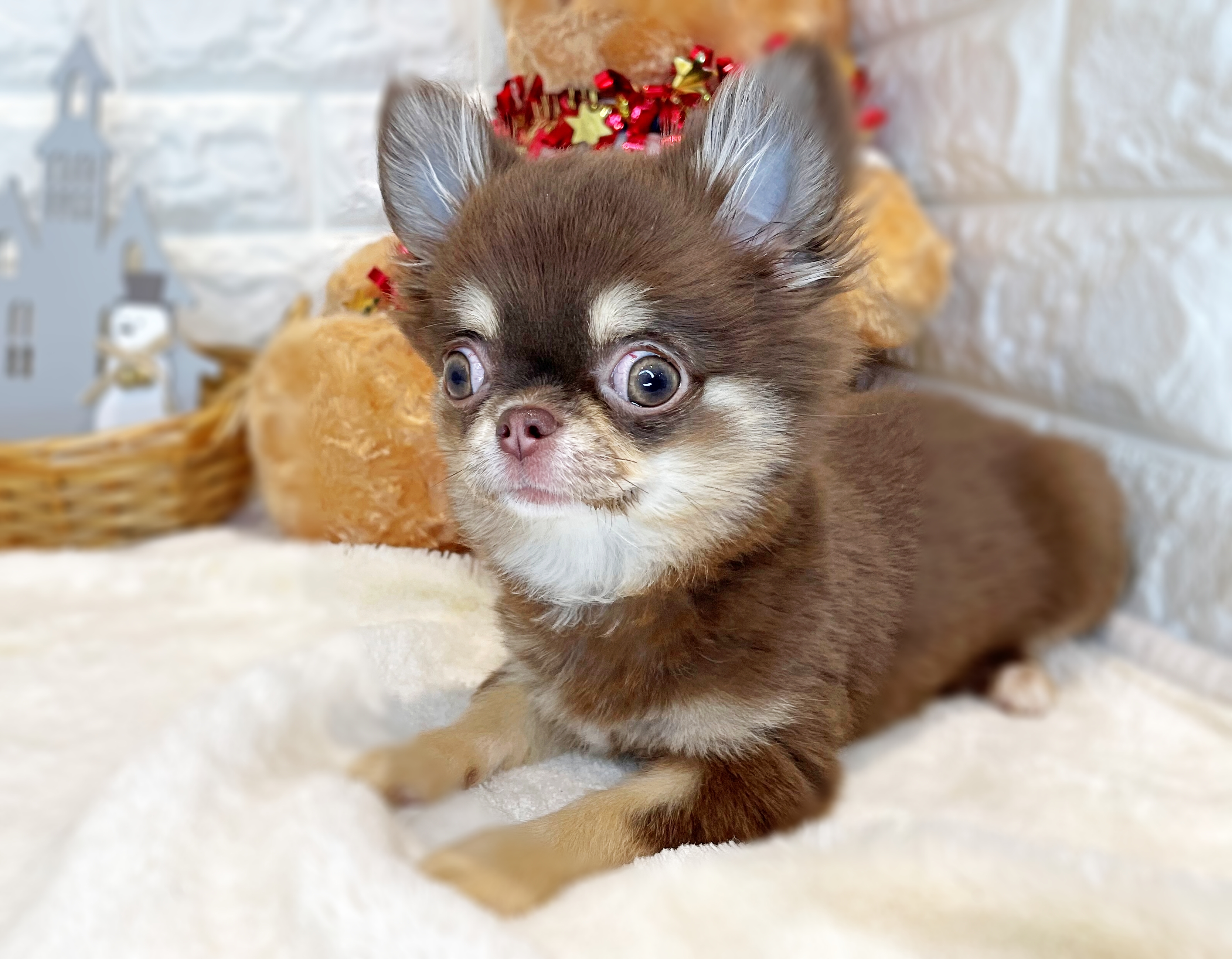 京都府のチワワ(ロング) (ペッツワン亀岡店/2025年8月27日生まれ/女の子/チョコレートクリーム)の子犬の3枚目の画像