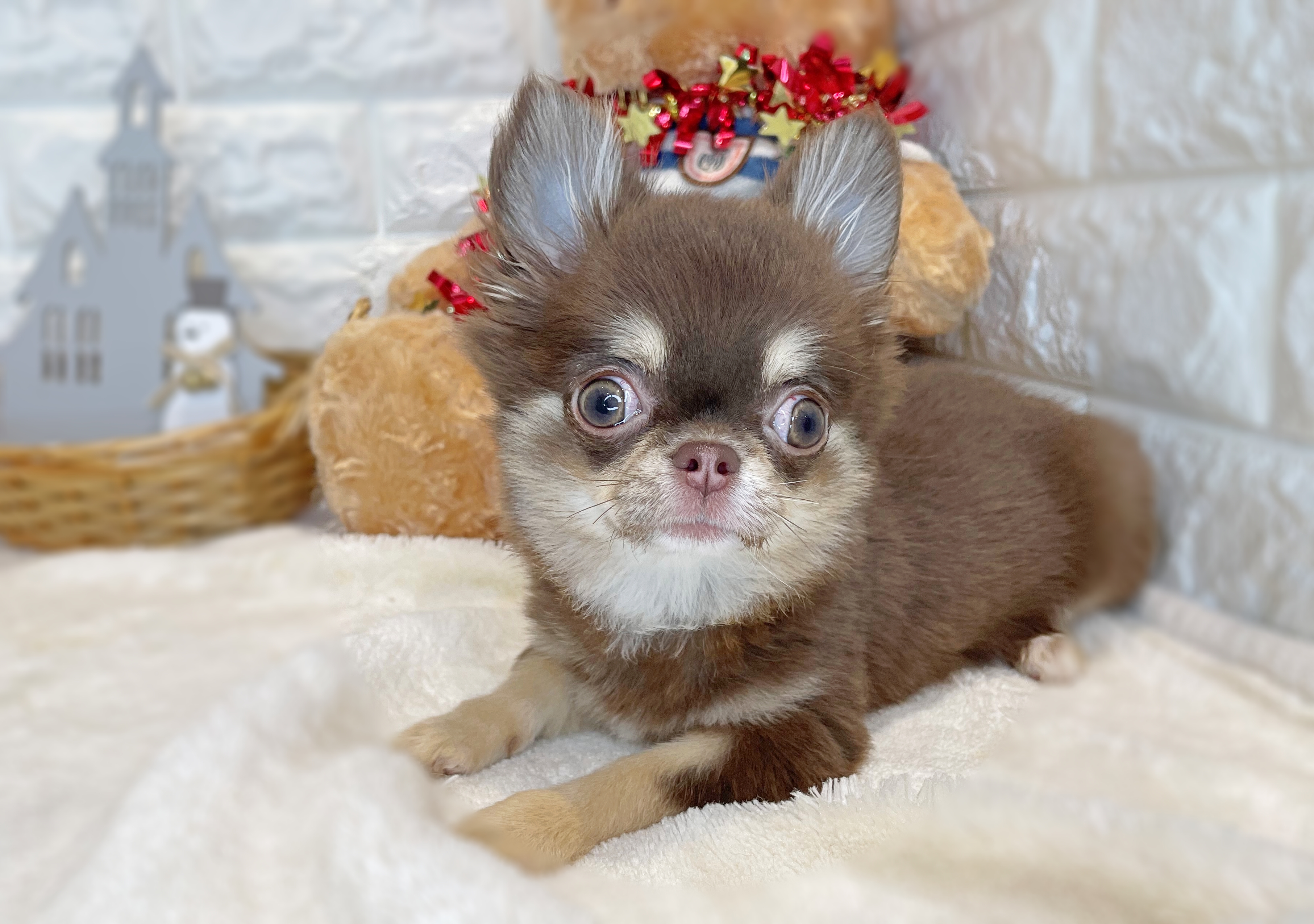 京都府のチワワ(ロング) (ペッツワン亀岡店/2025年8月27日生まれ/女の子/チョコレートクリーム)の子犬の2枚目の画像