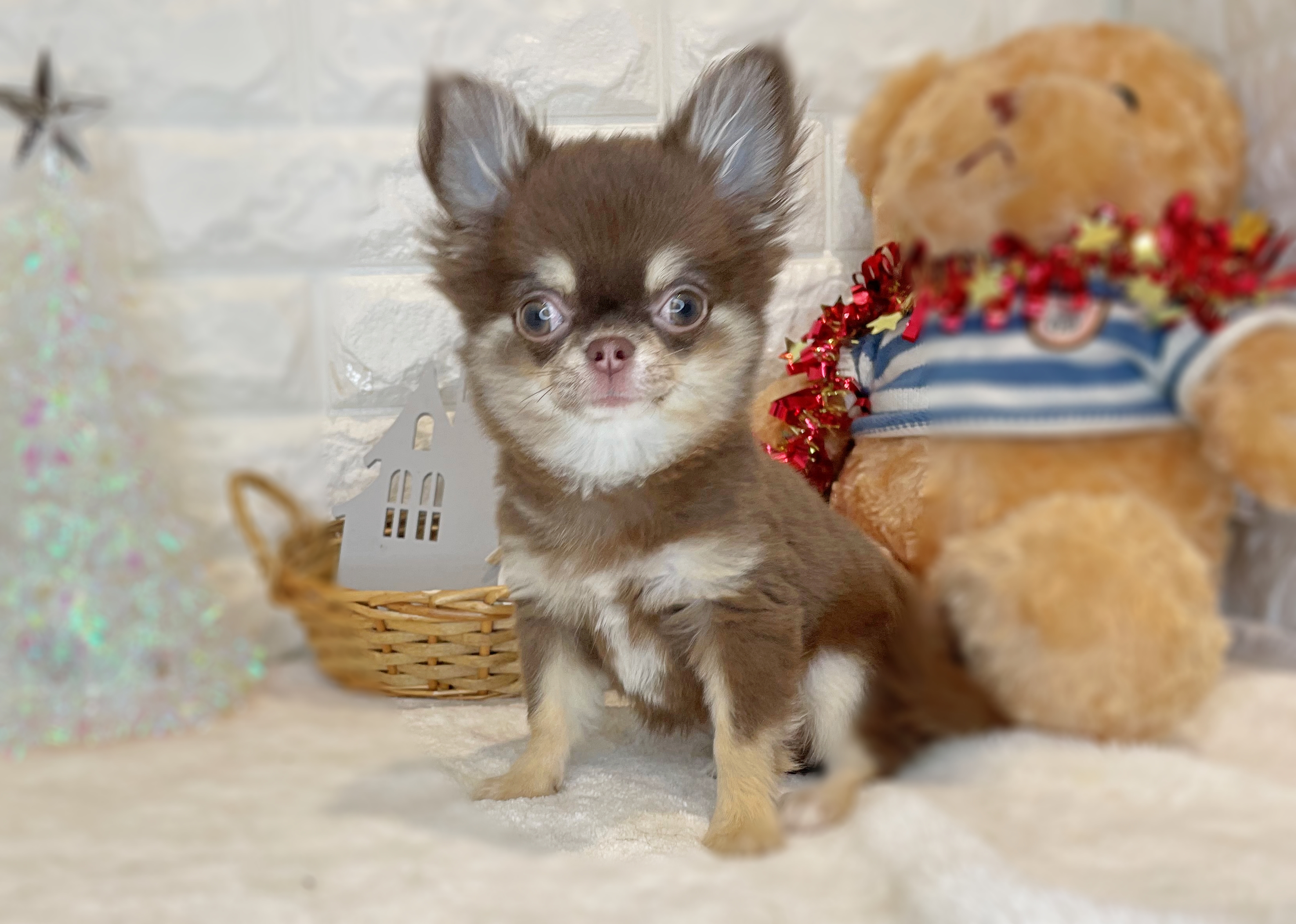 京都府のチワワ(ロング) (ペッツワン亀岡店/2025年8月27日生まれ/女の子/チョコレートクリーム)の子犬の1枚目の画像