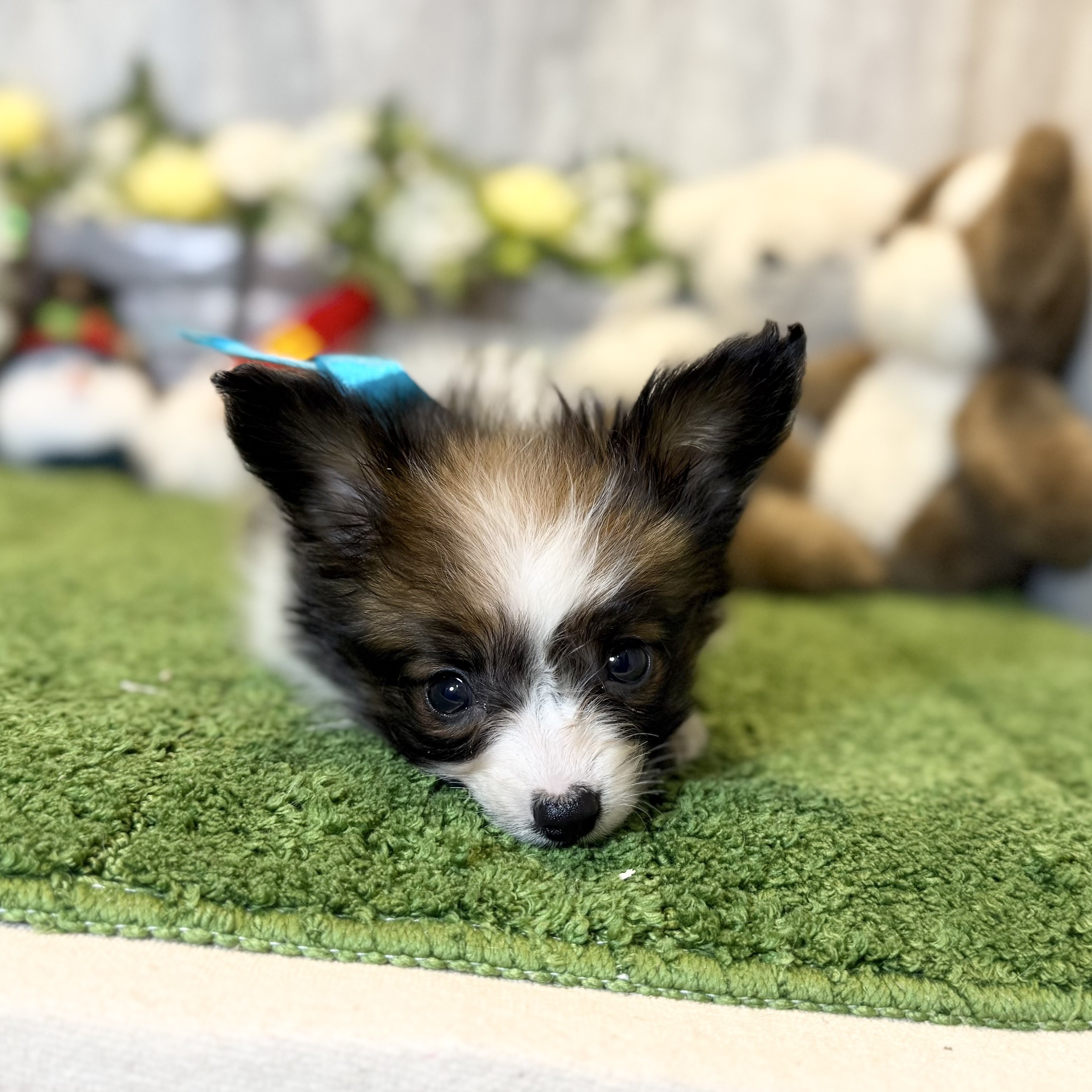 兵庫県のパピヨン (ペッツワン姫路大津店/2025年10月14日生まれ/男の子/ホワイトレッド)の子犬の3枚目の画像