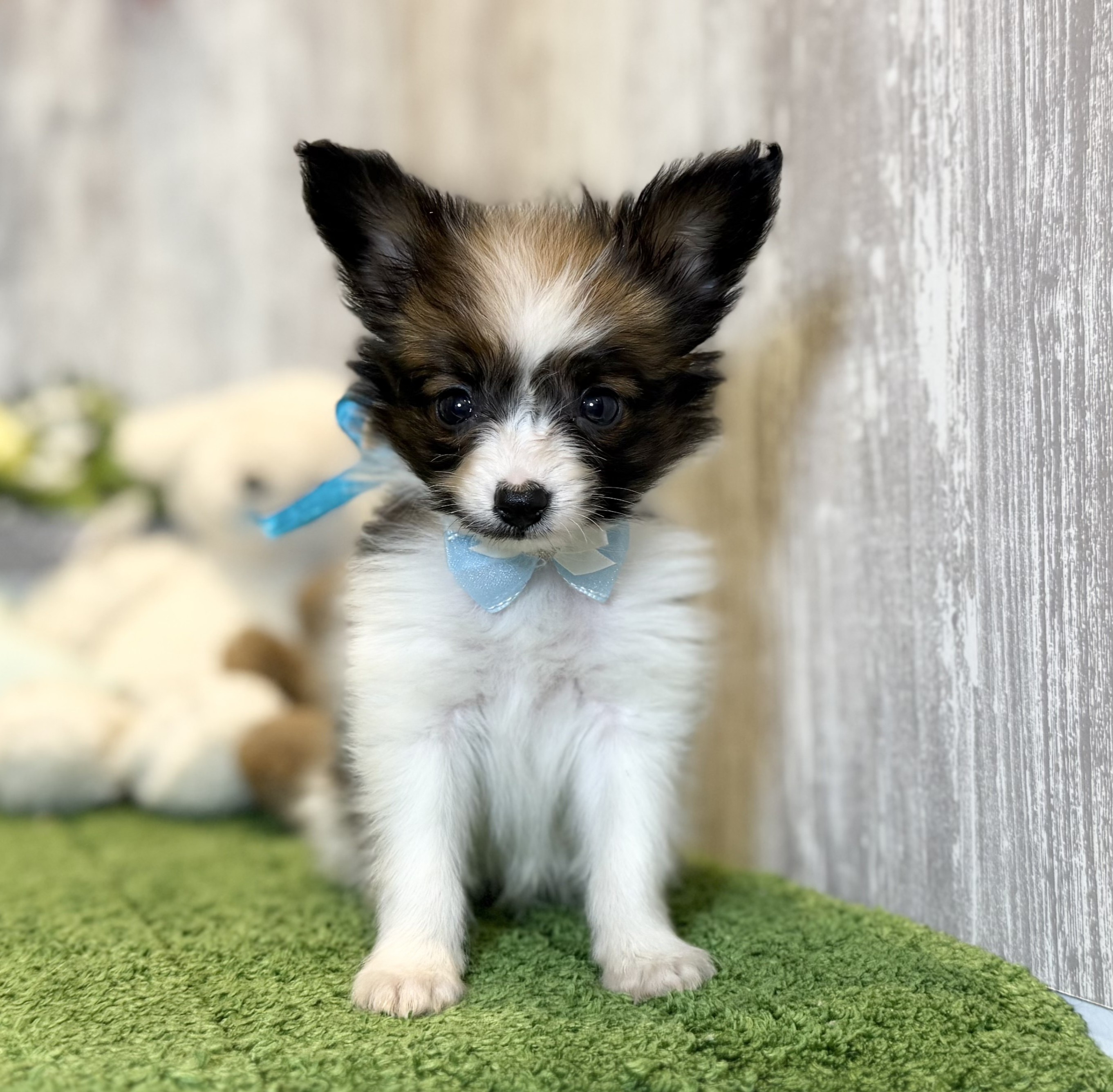 兵庫県のパピヨン (ペッツワン姫路大津店/2025年10月14日生まれ/男の子/ホワイトレッド)の子犬の1枚目の画像
