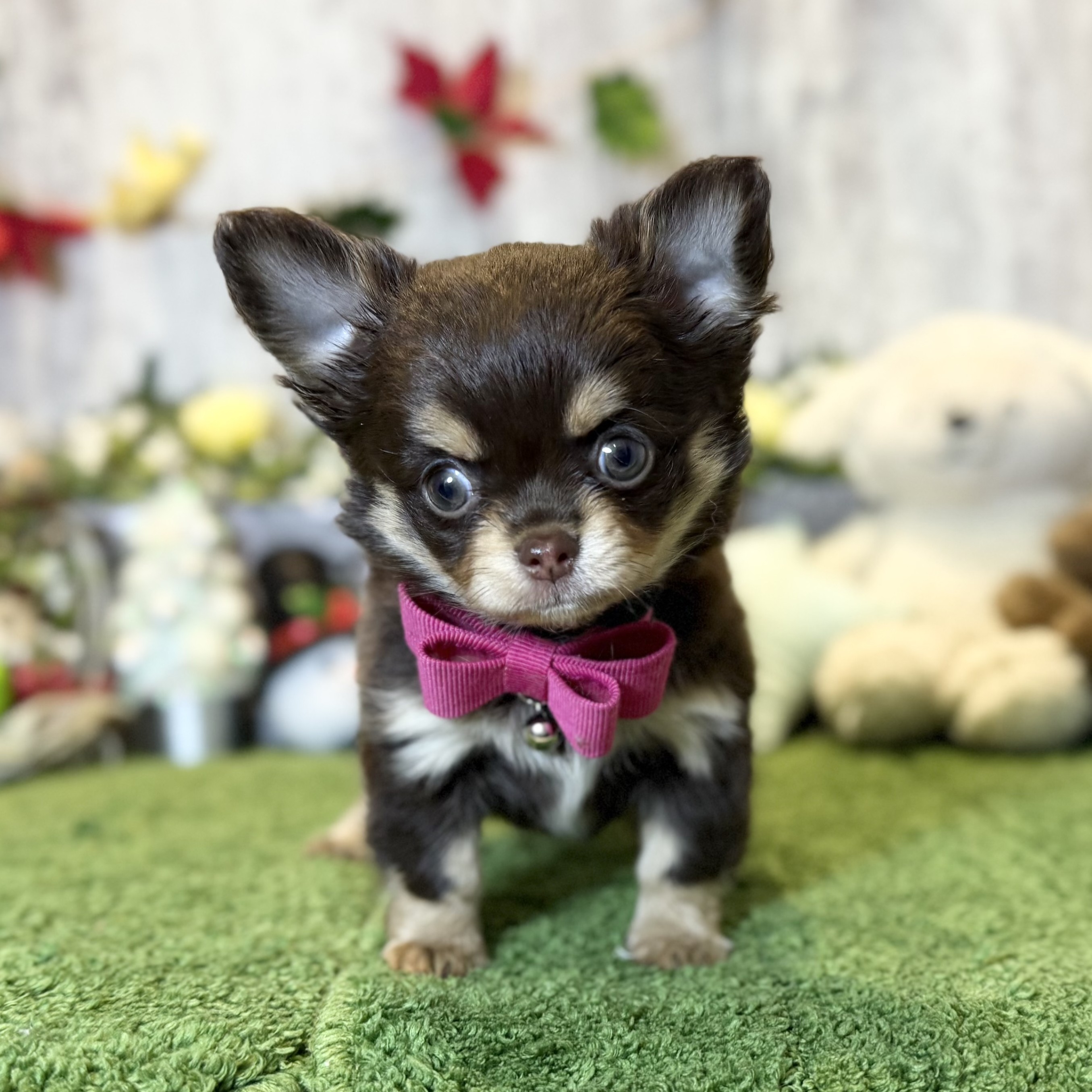 兵庫県のチワワ(ロング) (ペッツワン姫路大津店/2025年10月15日生まれ/女の子/チョコレートタン)の子犬の3枚目の画像