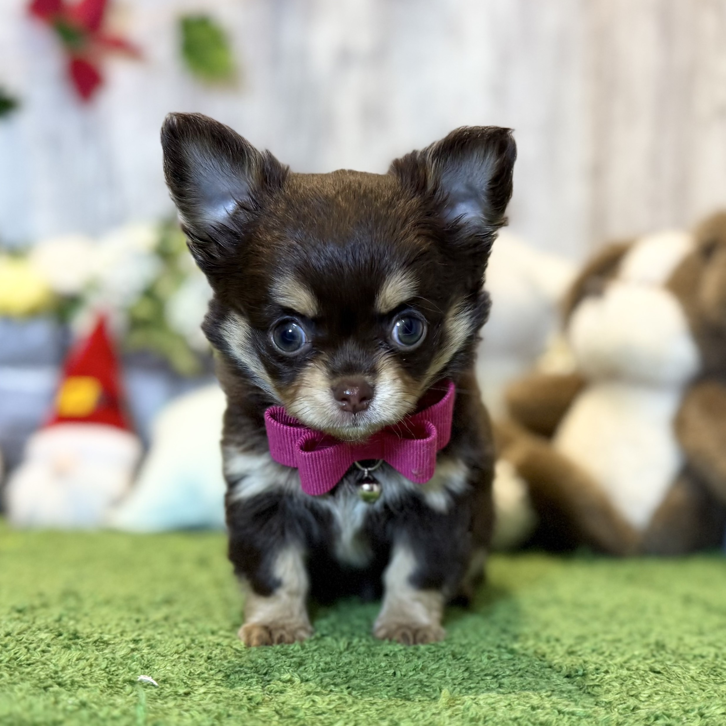 兵庫県のチワワ(ロング) (ペッツワン姫路大津店/2025年10月15日生まれ/女の子/チョコレートタン)の子犬の1枚目の画像