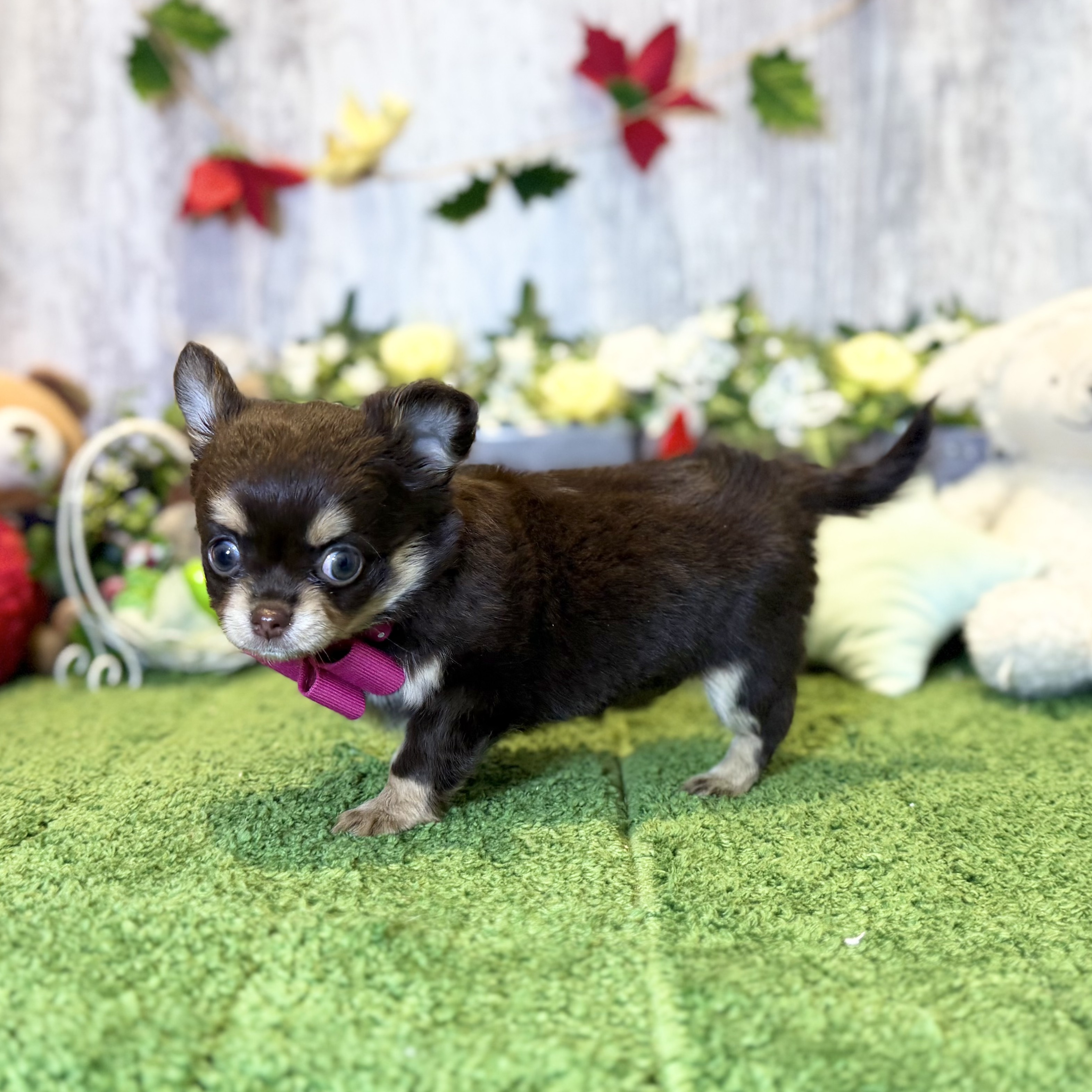 兵庫県のチワワ(ロング) (ペッツワン姫路大津店/2025年10月15日生まれ/女の子/チョコレートタン)の子犬の2枚目の画像