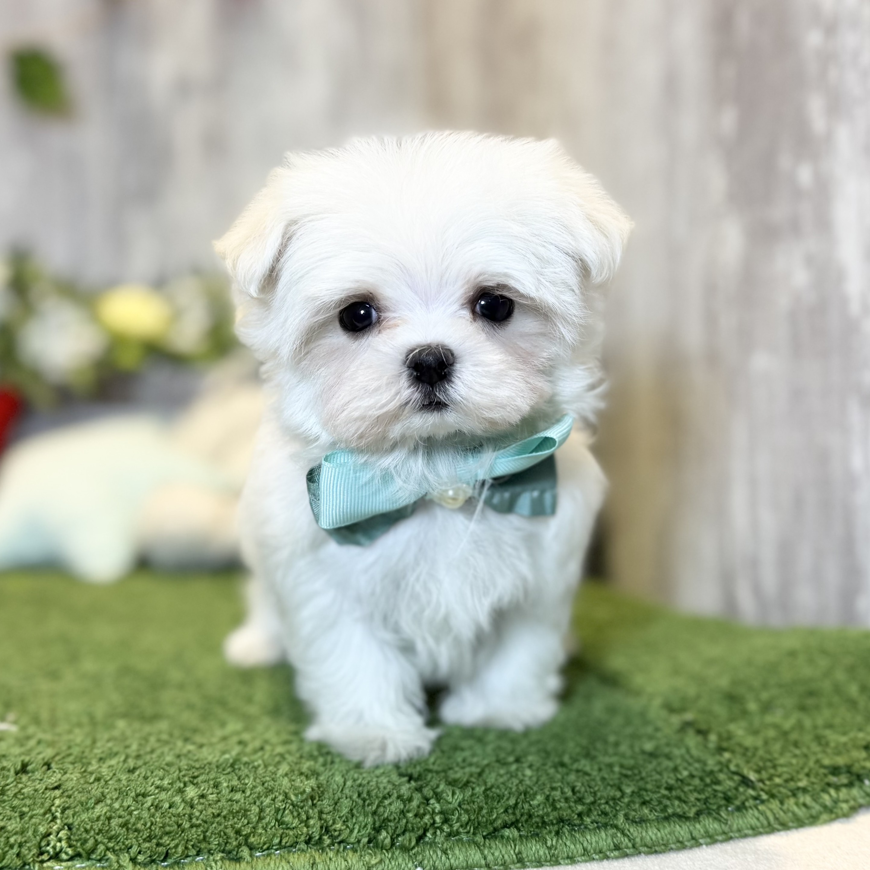 兵庫県のマルチーズ (ペッツワン姫路大津店/2025年10月12日生まれ/男の子/ホワイト)の子犬の1枚目の画像