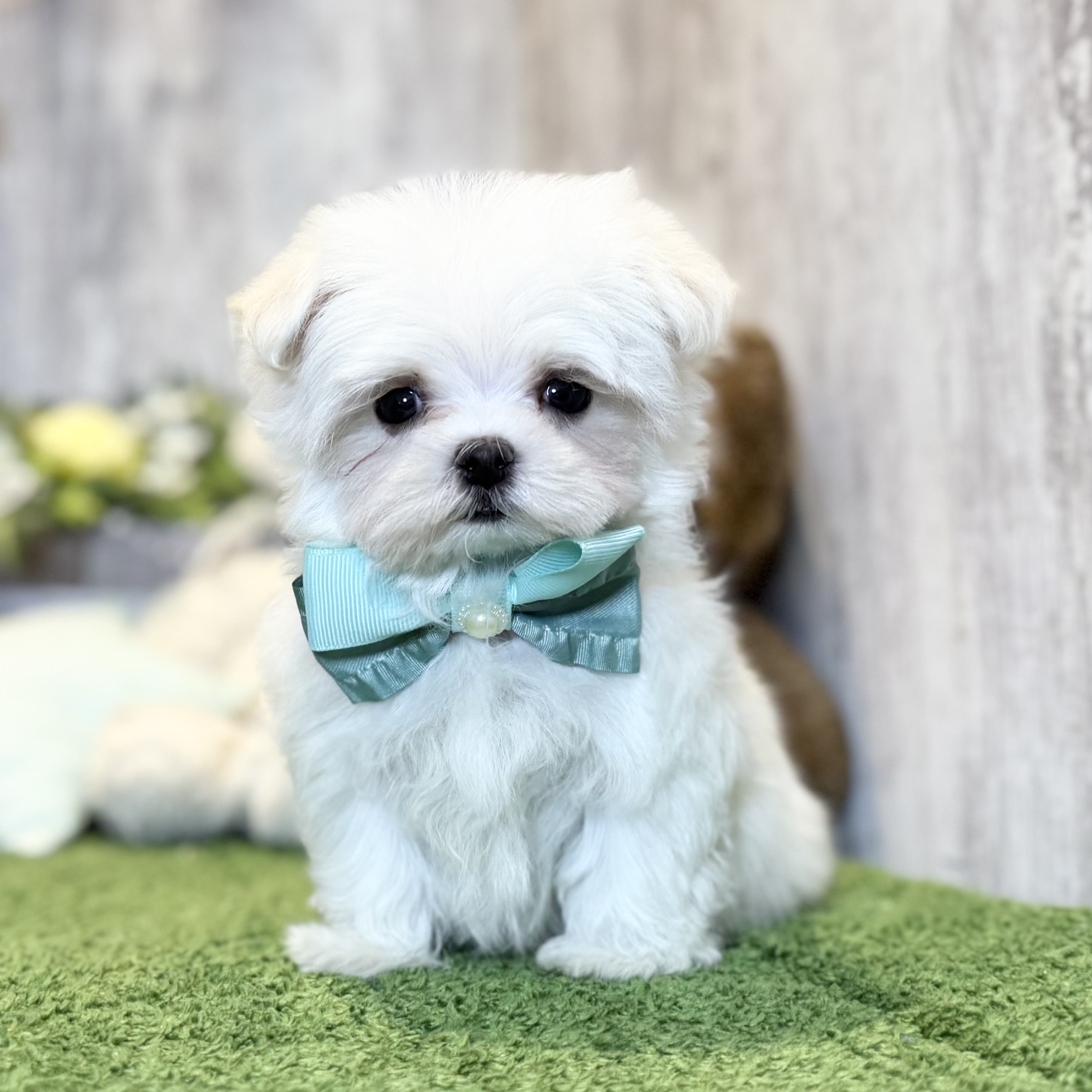 兵庫県のマルチーズ (ペッツワン姫路大津店/2025年10月12日生まれ/男の子/ホワイト)の子犬の2枚目の画像