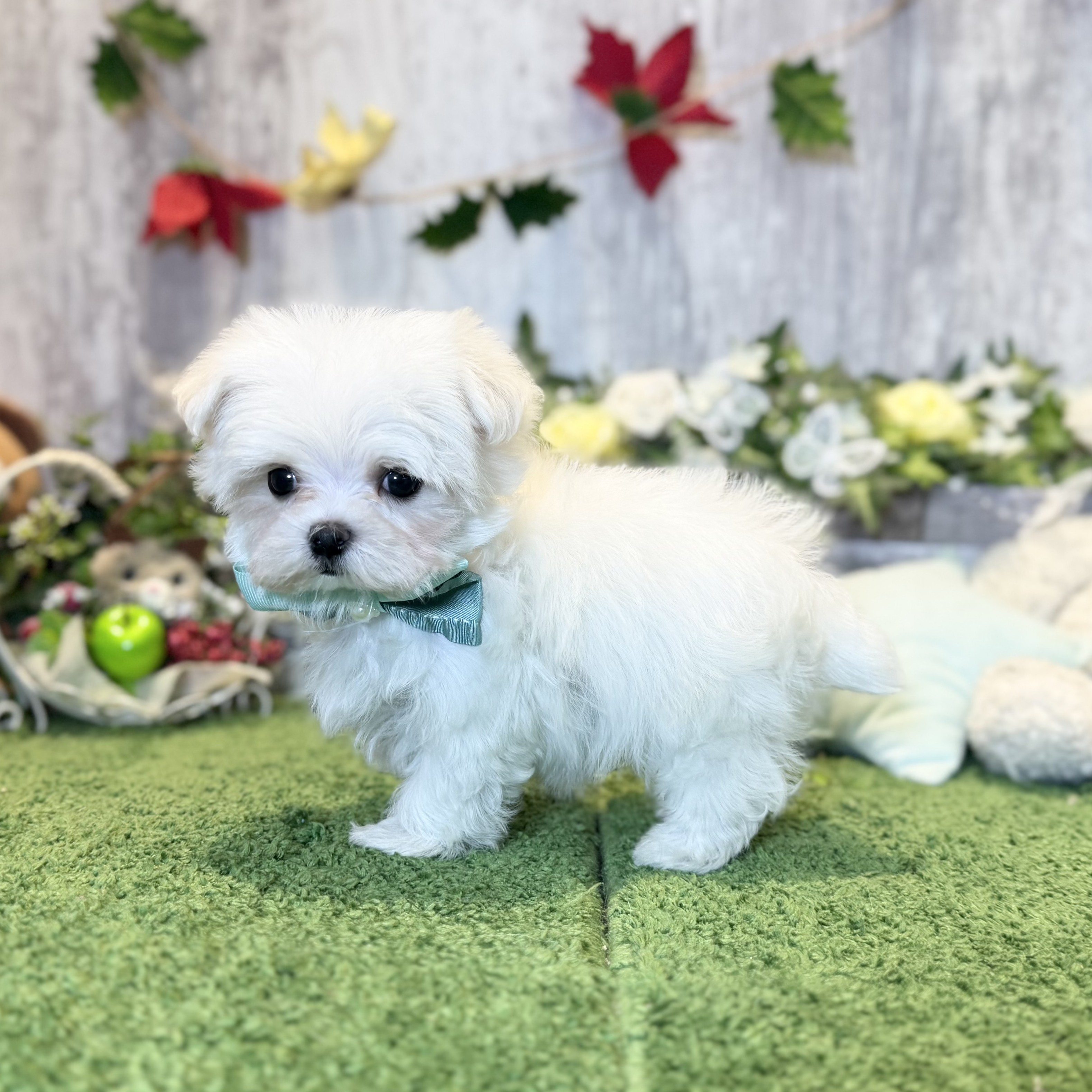 兵庫県のマルチーズ (ペッツワン姫路大津店/2025年10月12日生まれ/男の子/ホワイト)の子犬の3枚目の画像