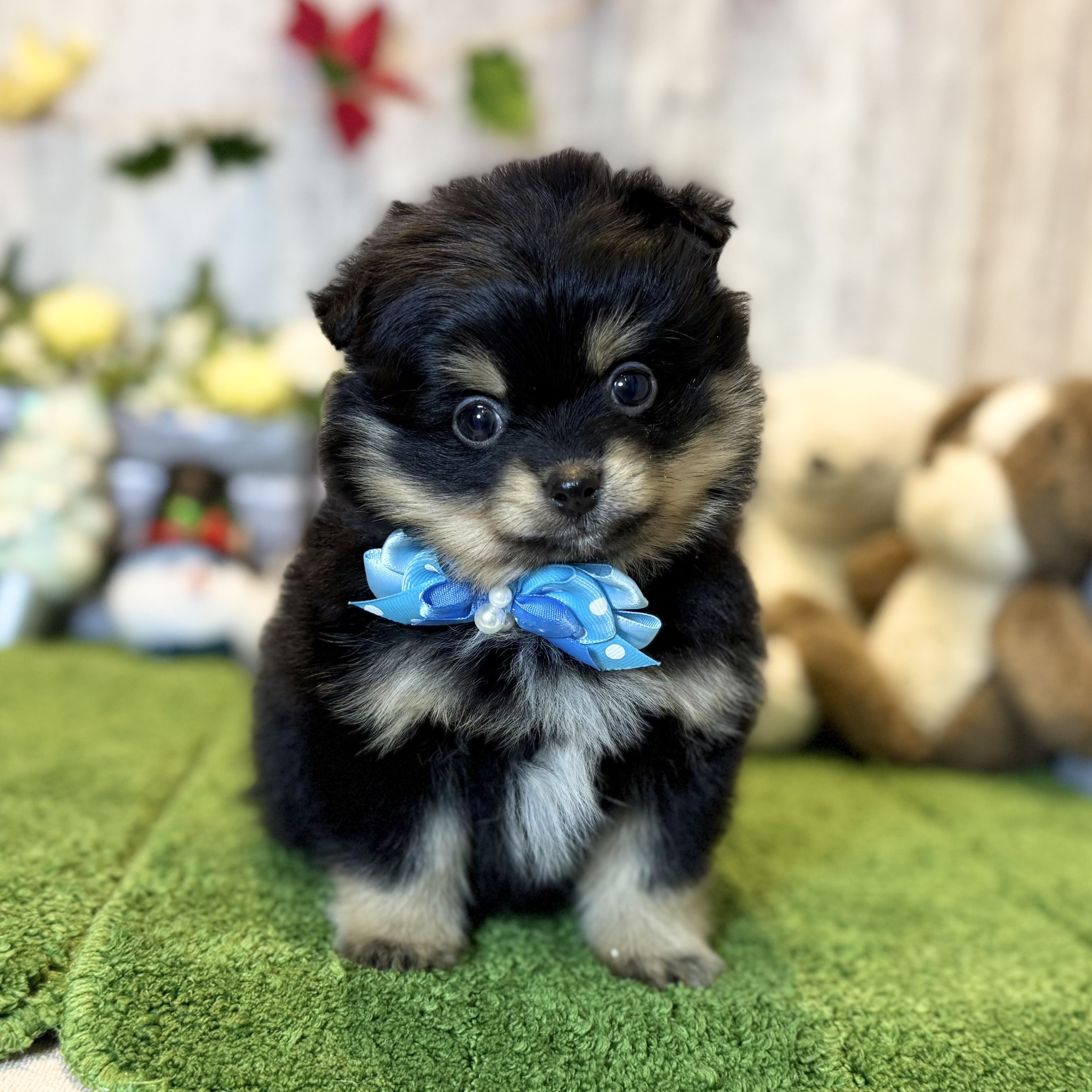 兵庫県のポメラニアン (ペッツワン姫路大津店/2025年10月16日生まれ/男の子/ブラックタン)の子犬の1枚目の画像