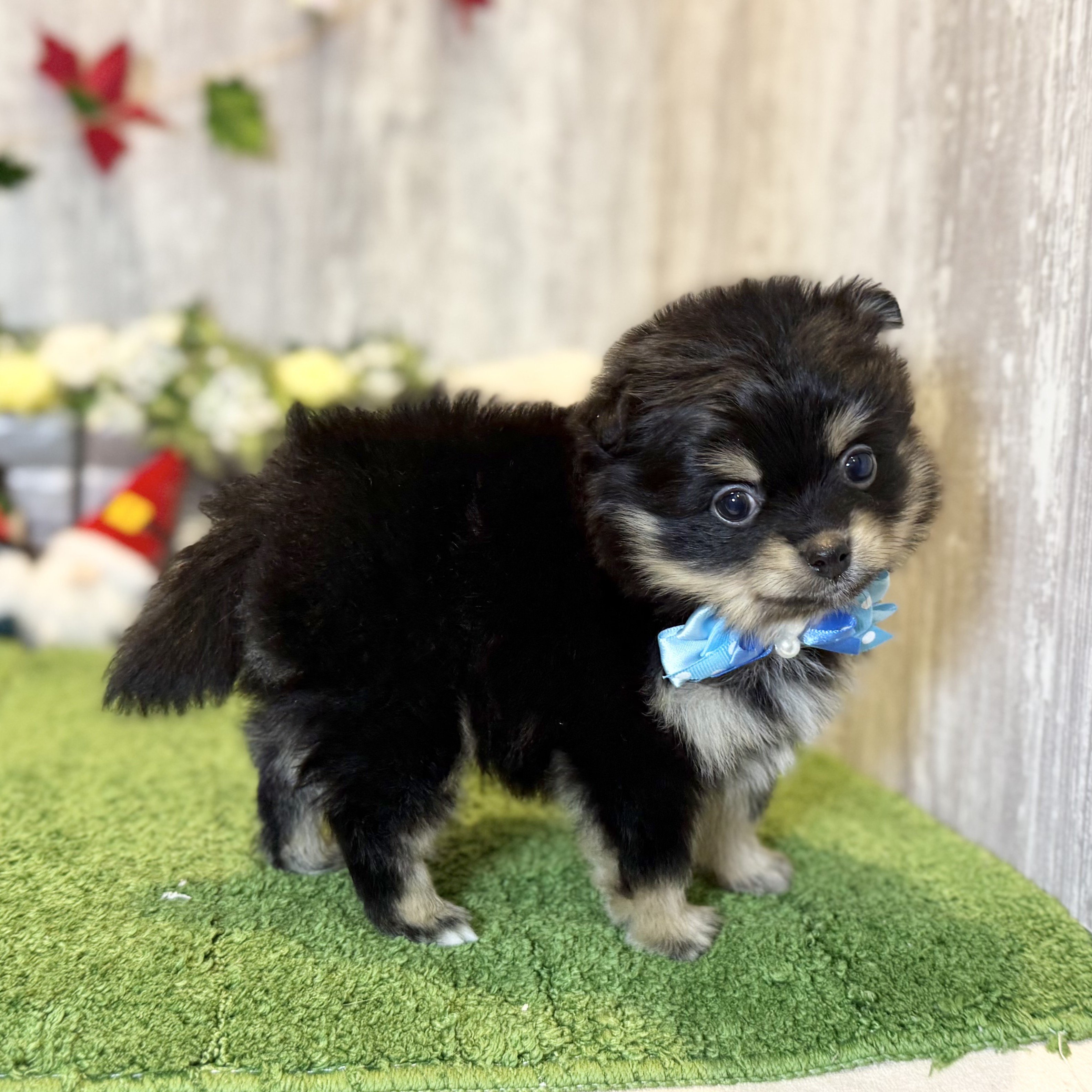 兵庫県のポメラニアン (ペッツワン姫路大津店/2025年10月16日生まれ/男の子/ブラックタン)の子犬の3枚目の画像